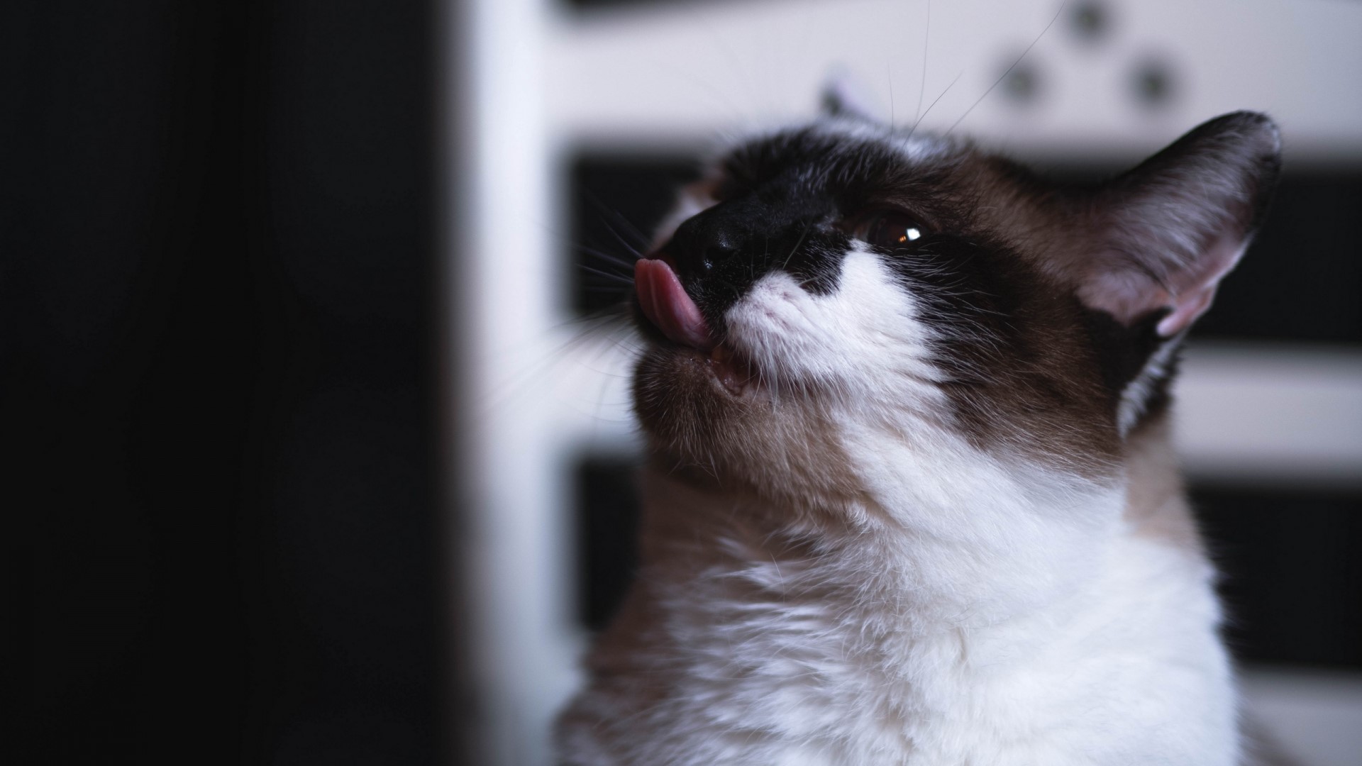 Siamese cat licking its nose HD Wallpaper