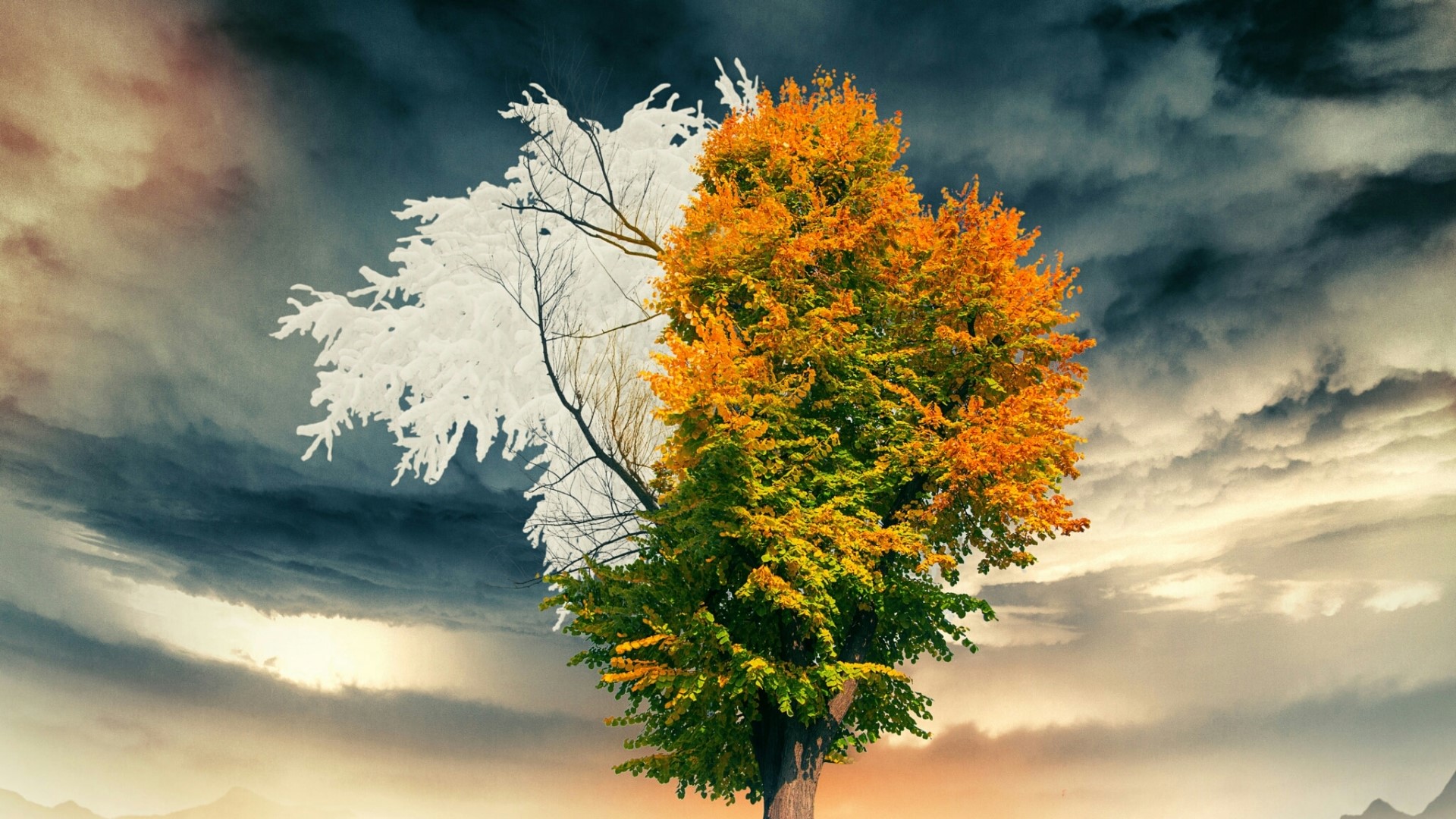 Tree showing four seasons HD Wallpaper