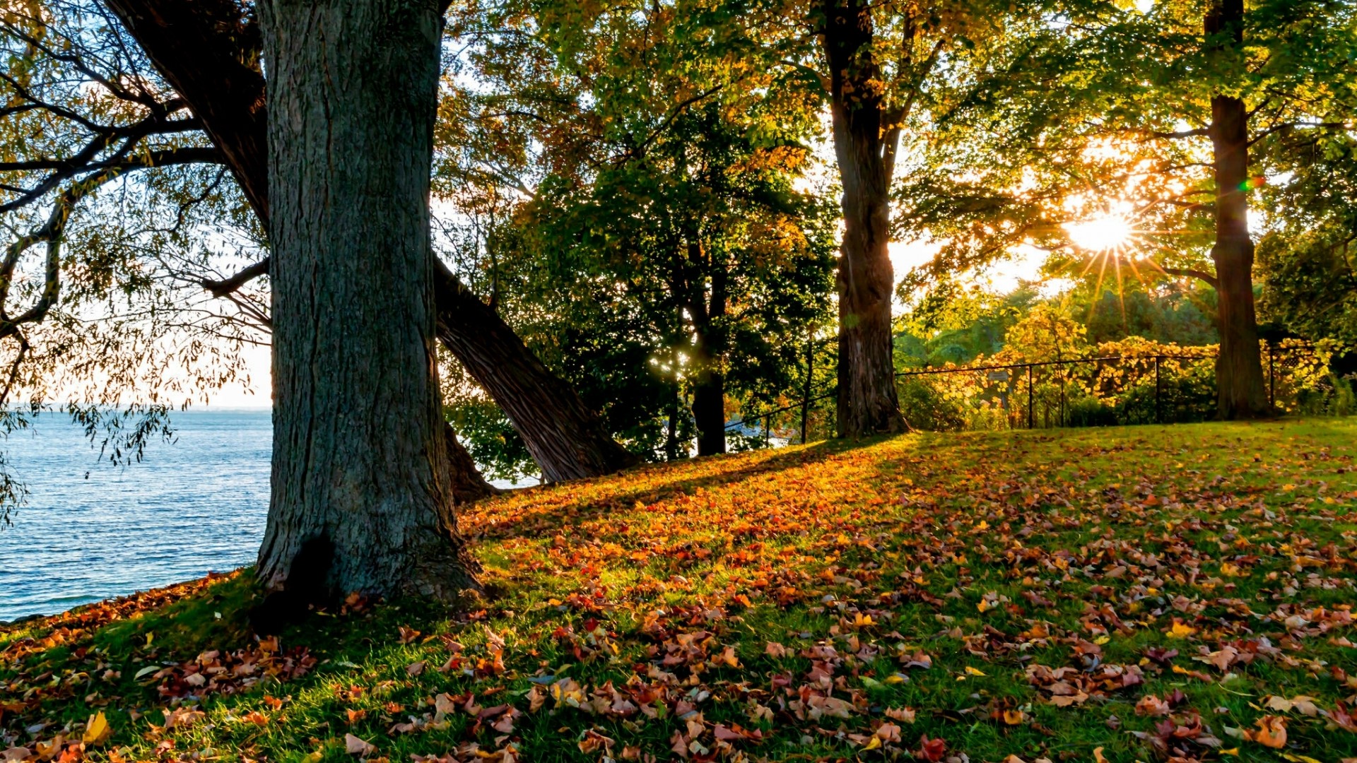 Autumn landscape with trees and lake HD Wallpaper