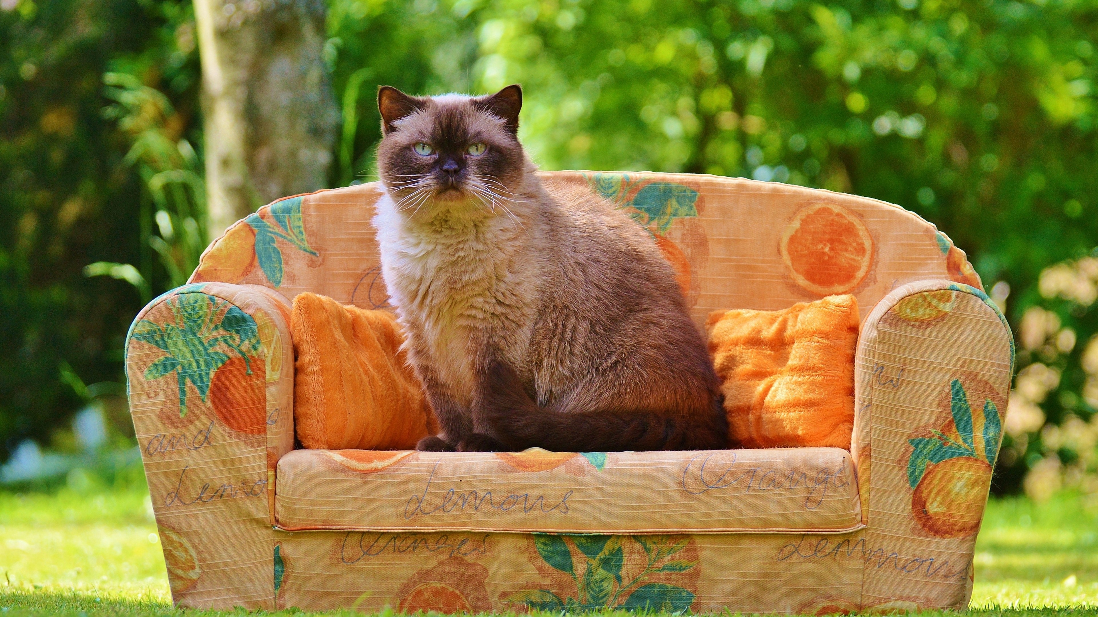 4K Cat on a Sofa in a Garden HD Wallpaper
