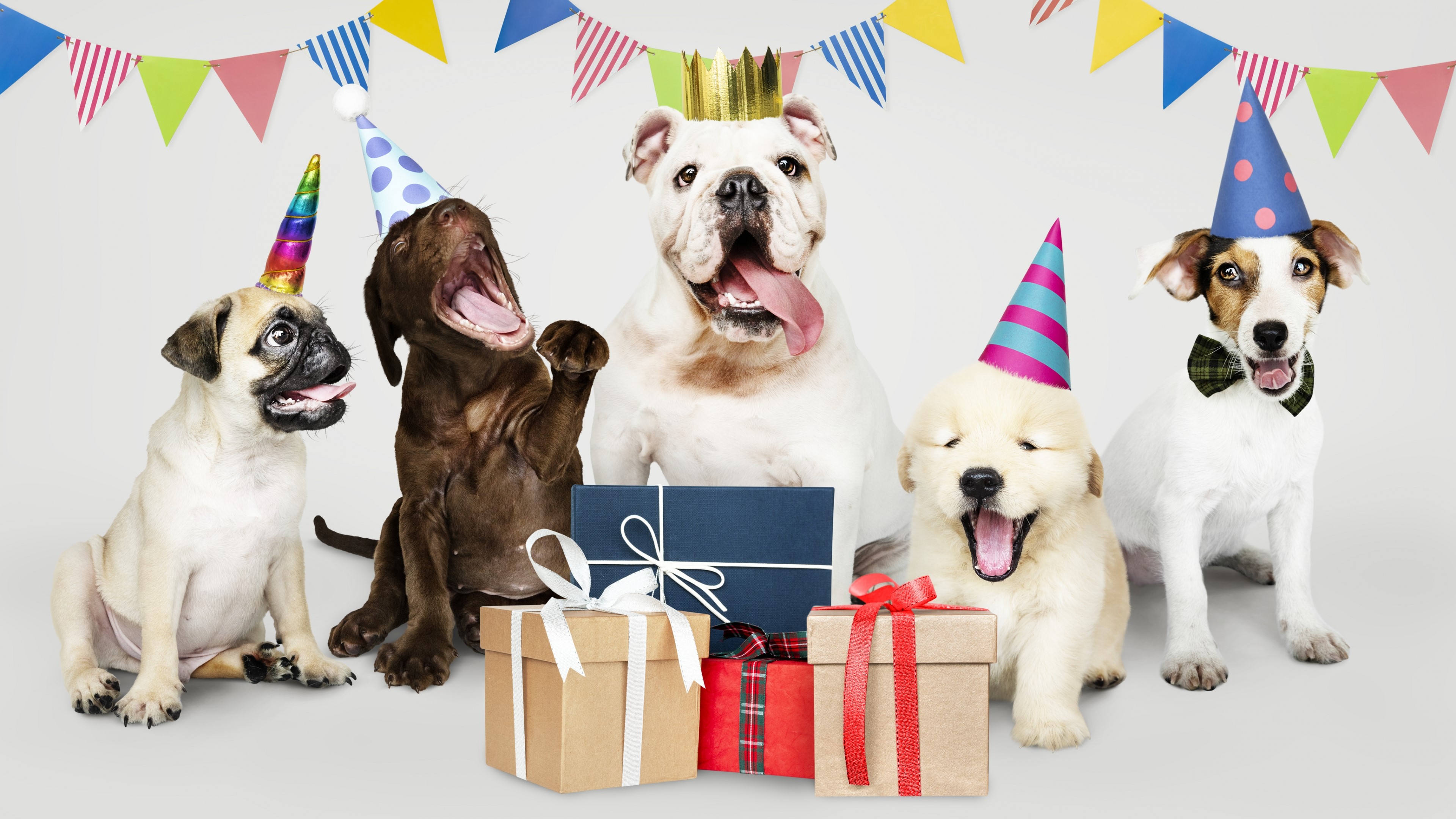 Dogs celebrating a birthday with party hats and gifts HD Wallpaper