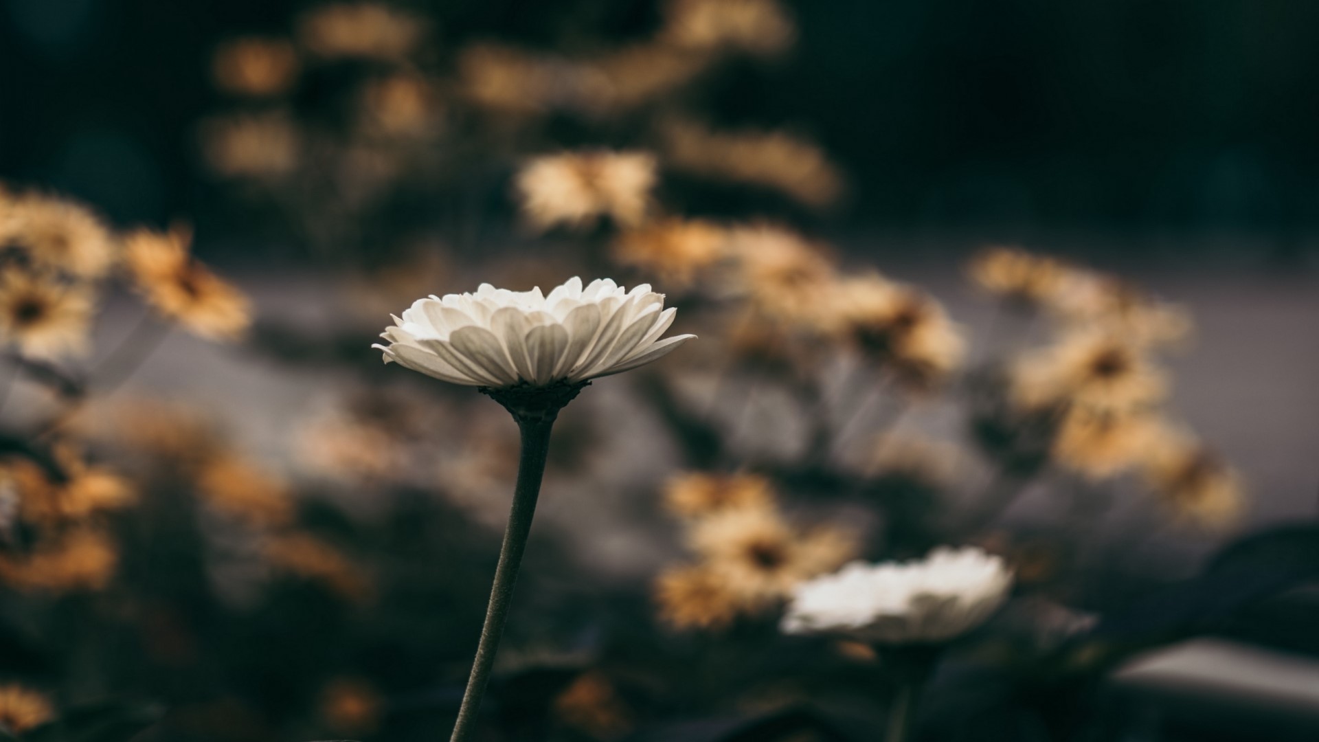White flower in a field of yellow flowers HD Wallpaper