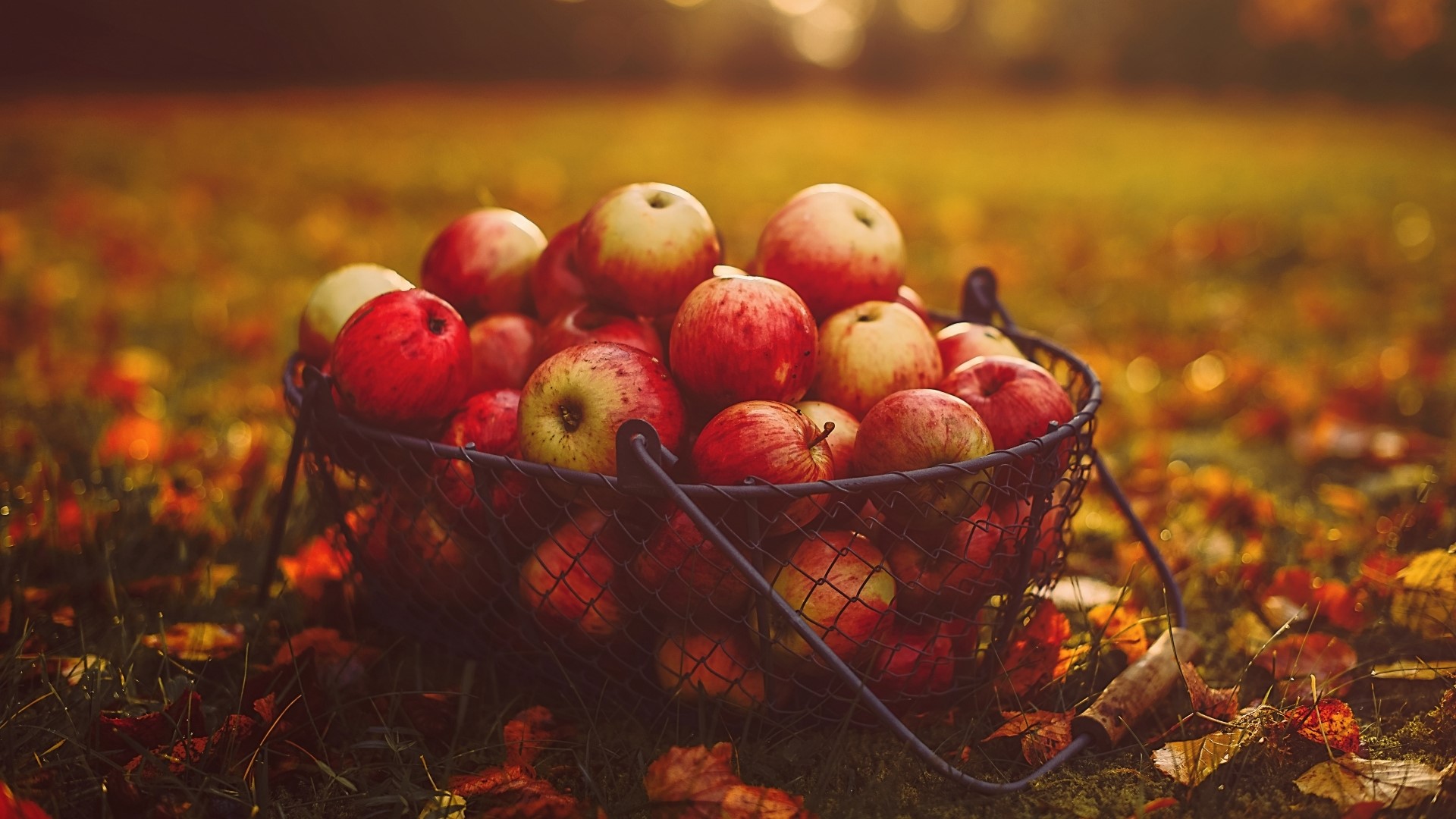 Basket of Apples in Autumn Field HD Wallpaper