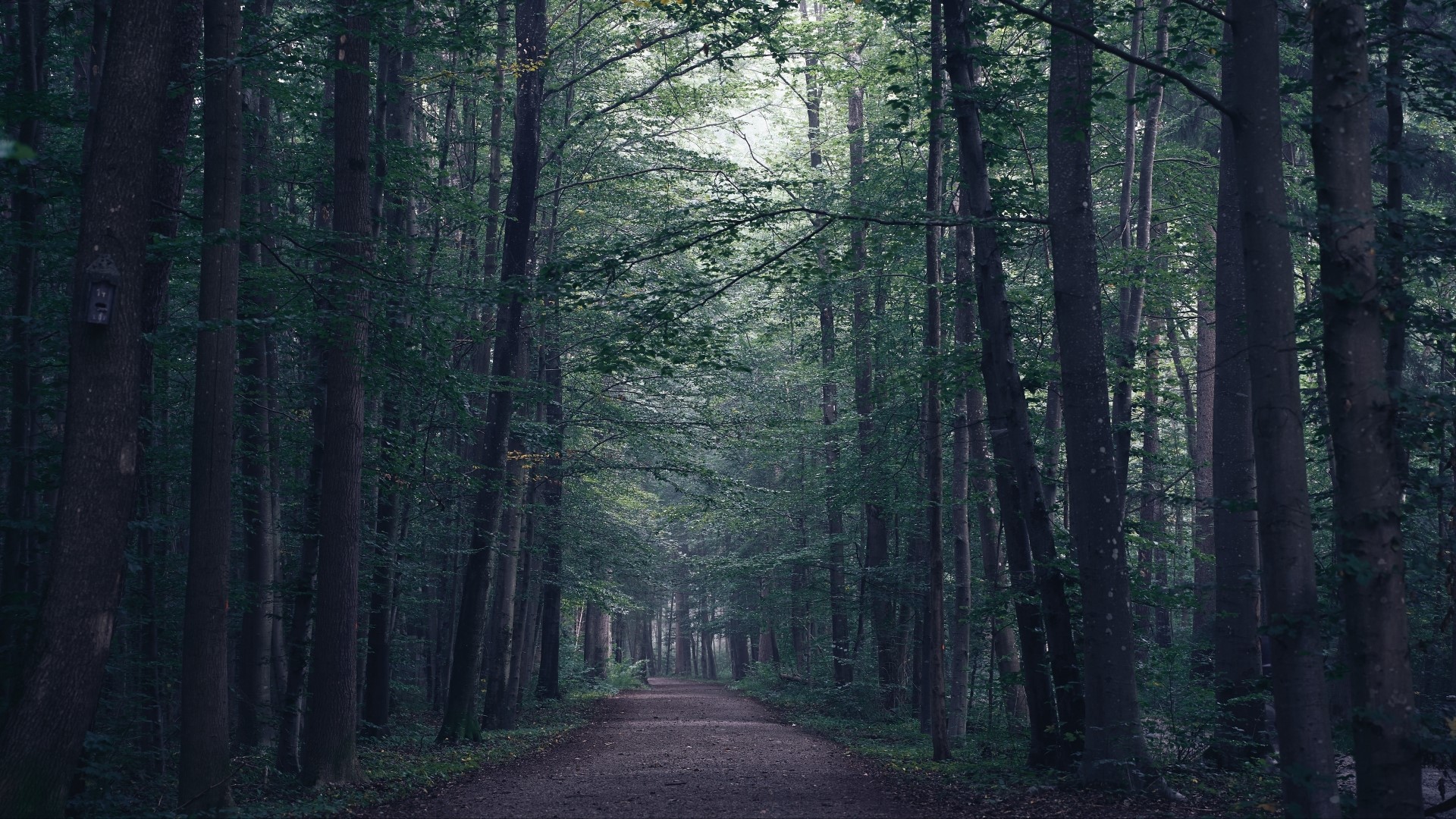 A path through a dark forest HD Wallpaper