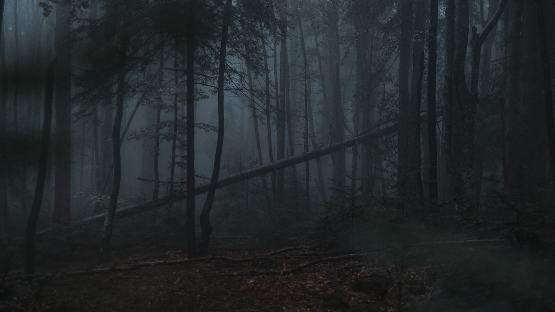 Gloomy forest with fallen tree HD Wallpaper