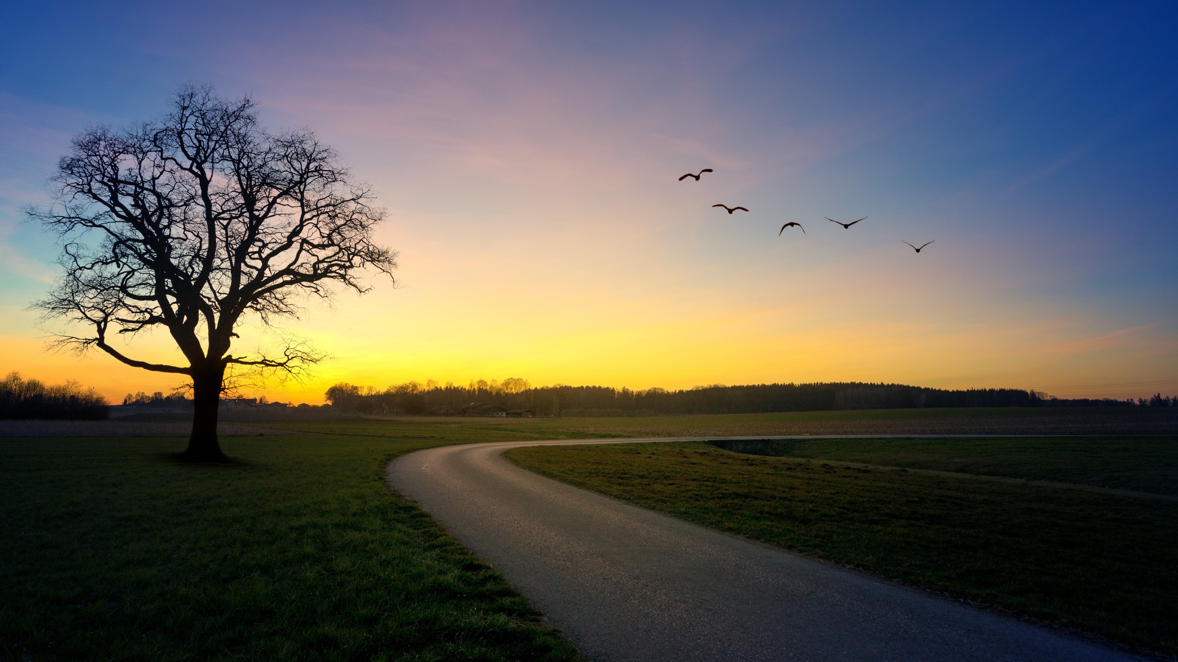 Silhouette of a tree and birds at dusk HD Wallpaper