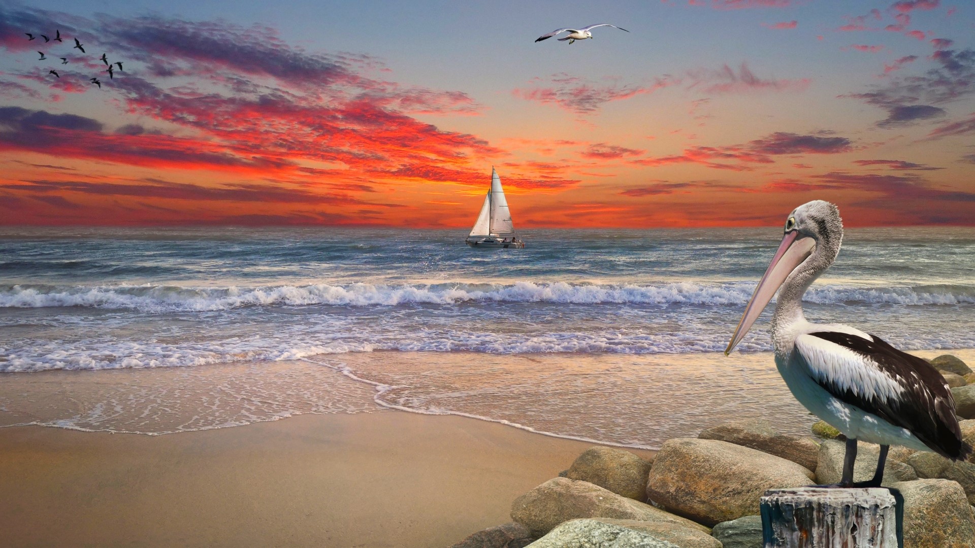Pelican on beach at sunset with sailboat HD Wallpaper