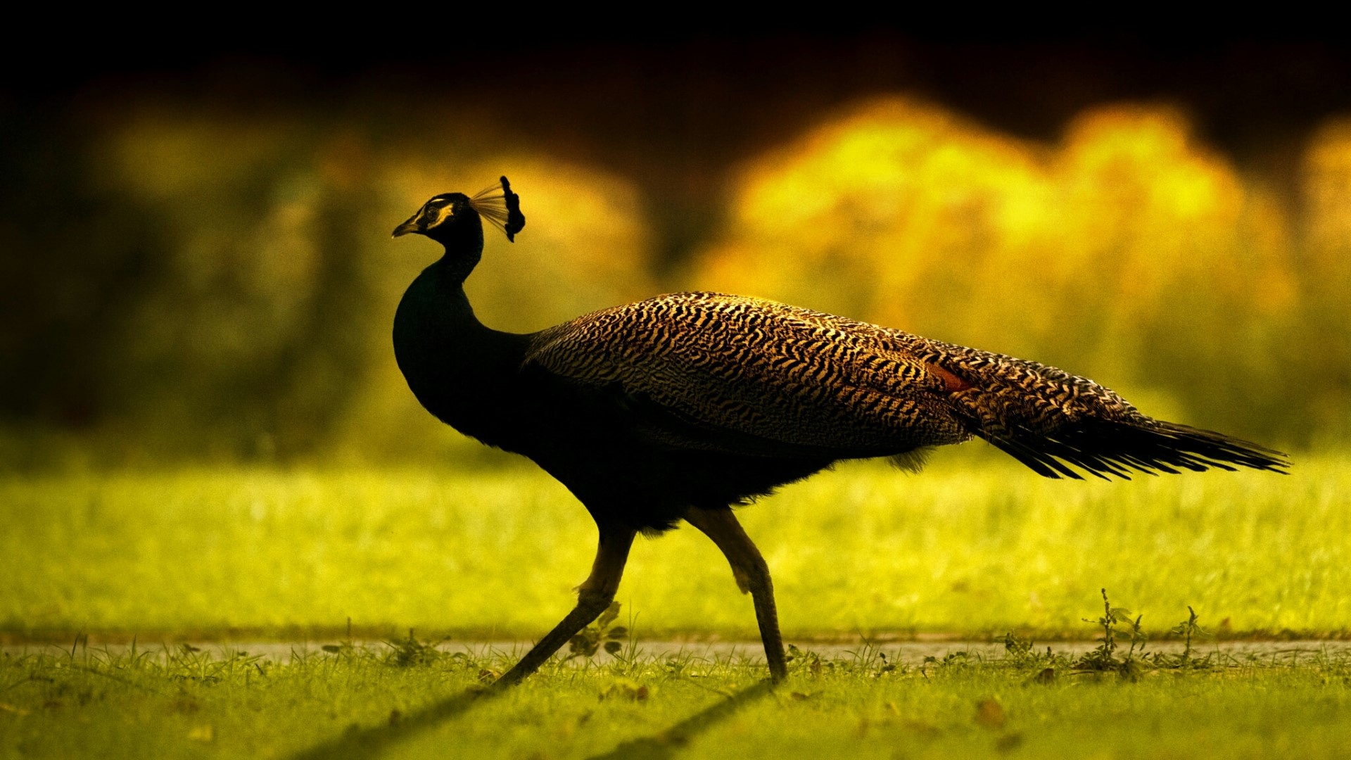 Peacock walking on grass with blurred background HD Wallpaper