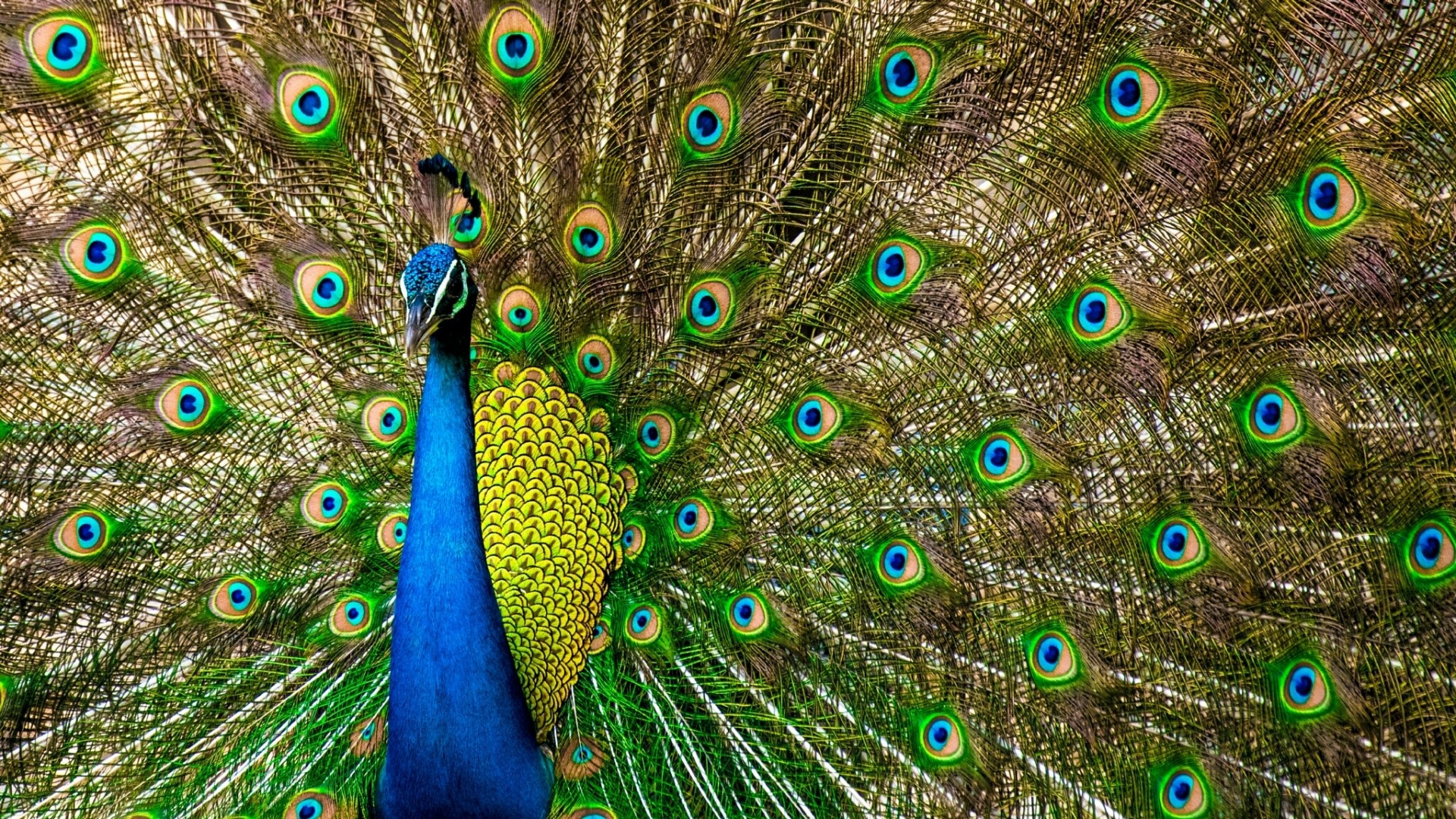Peacock displaying its colorful tail feathers HD Wallpaper