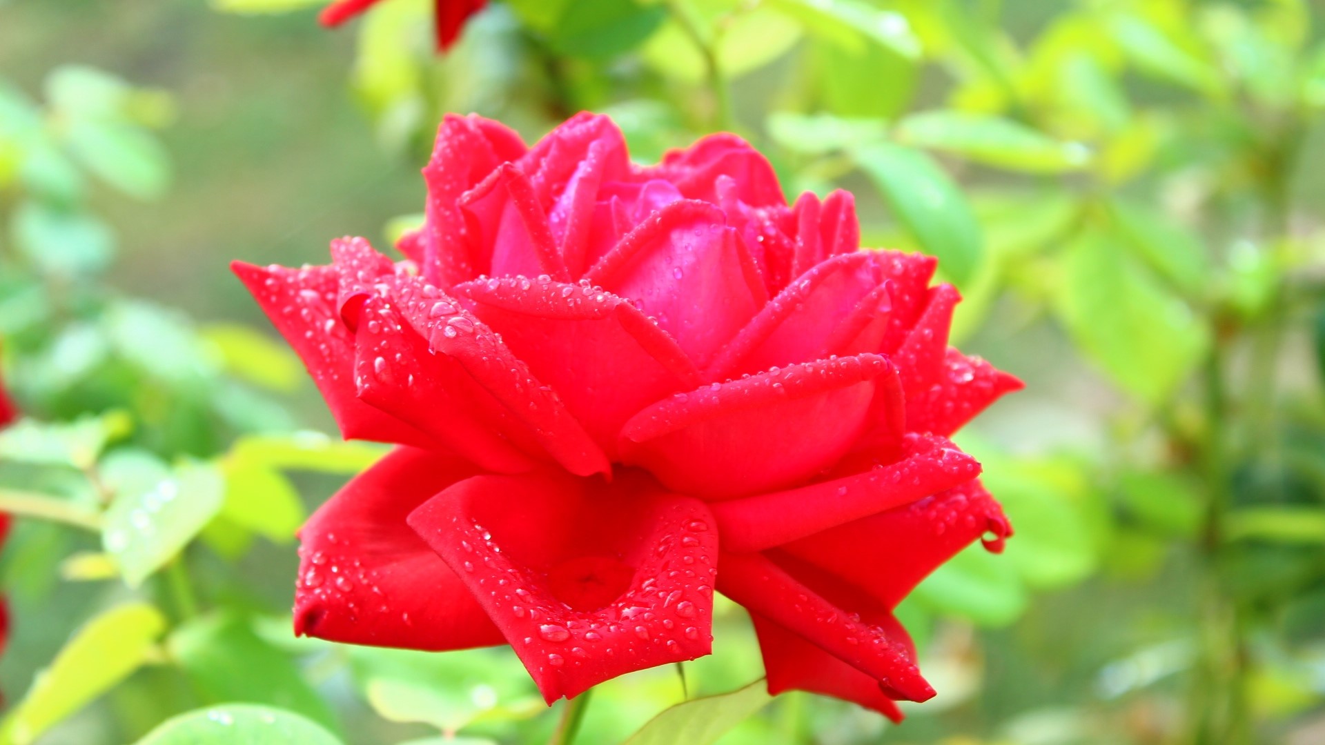 Red rose with water droplets HD Wallpaper