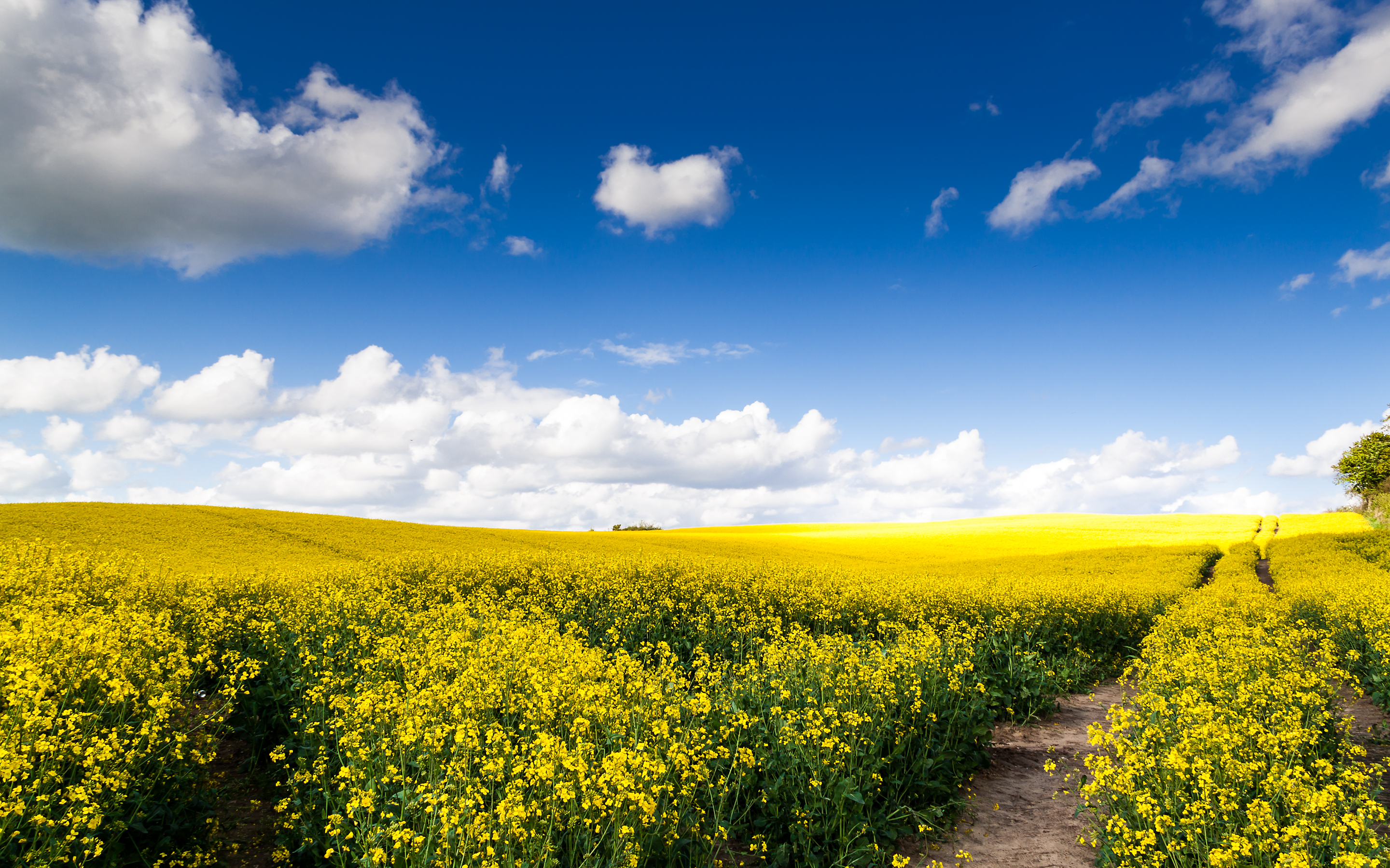 Vast rapeseed field under a blue sky with clouds HD Wallpaper
