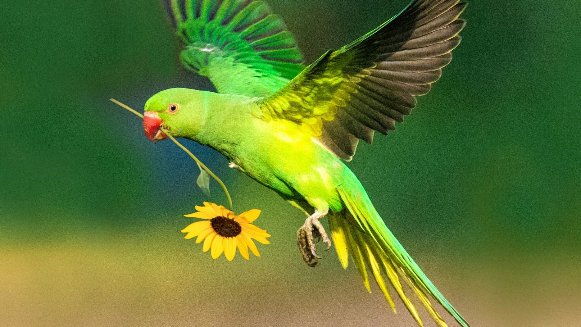 Green parrot flying with a sunflower HD Wallpaper