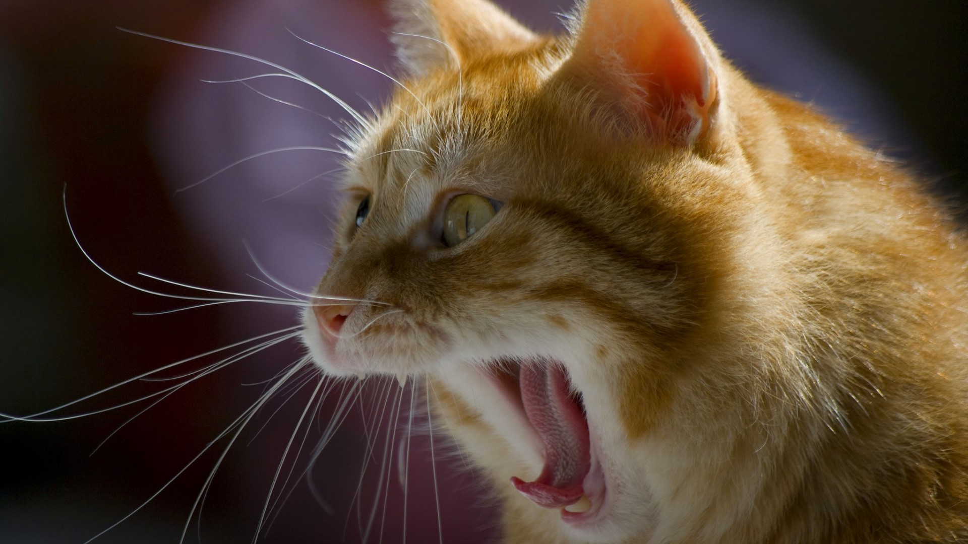 Close-up of an orange tabby cat yawning HD Wallpaper