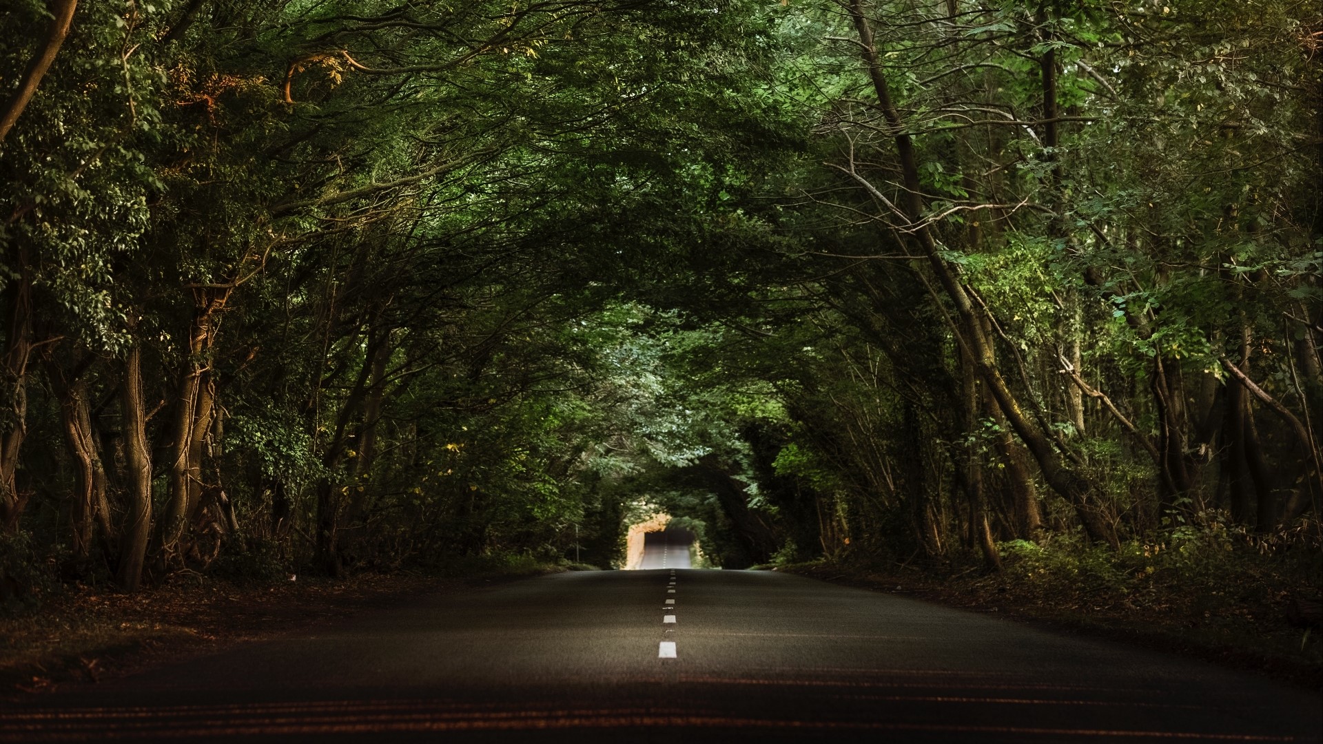 Road through a dense forest canopy HD Wallpaper