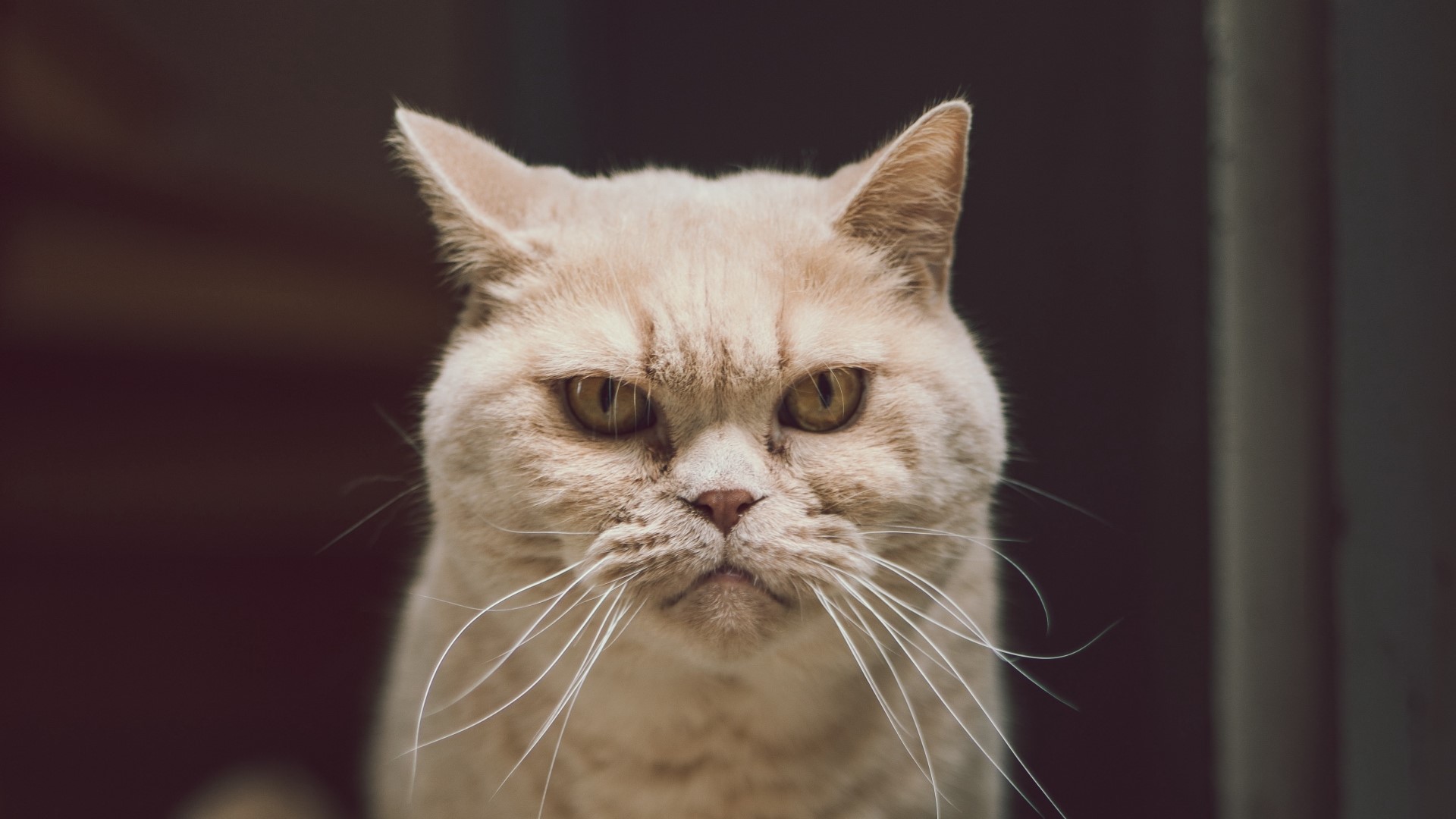 Close-up of a light-colored cat's face HD Wallpaper