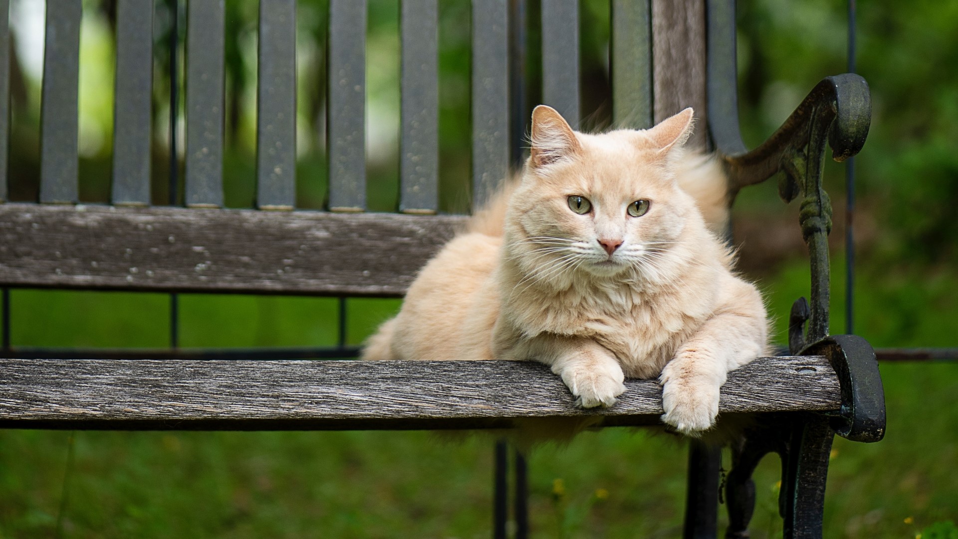 Fluffy ginger cat resting on a wooden bench HD Wallpaper