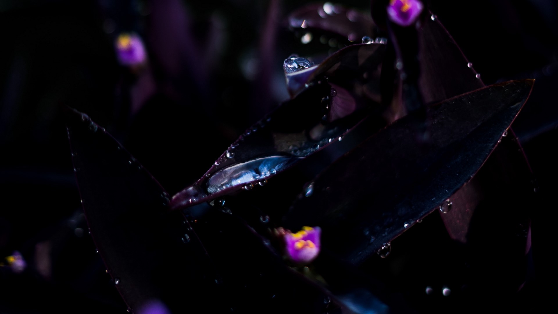 Close-up of purple plant with water droplets HD Wallpaper