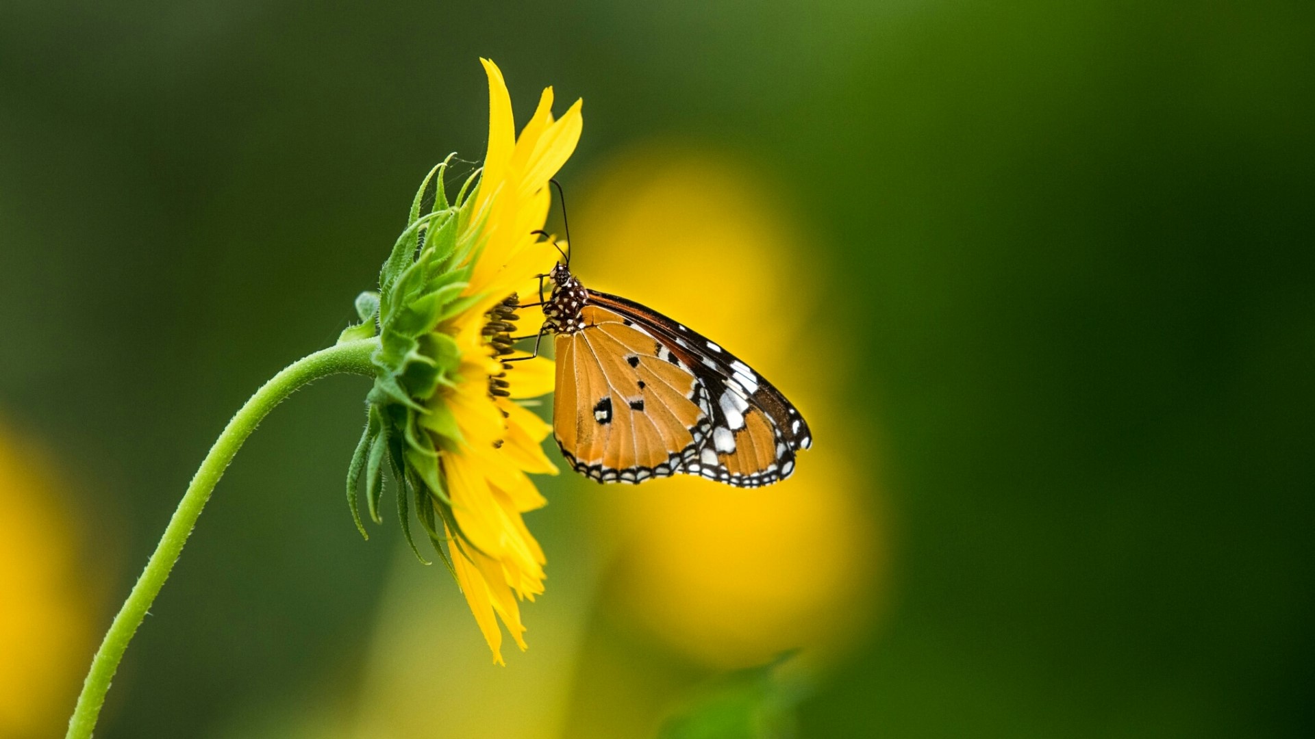 Orange butterfly on a yellow flower HD Wallpaper