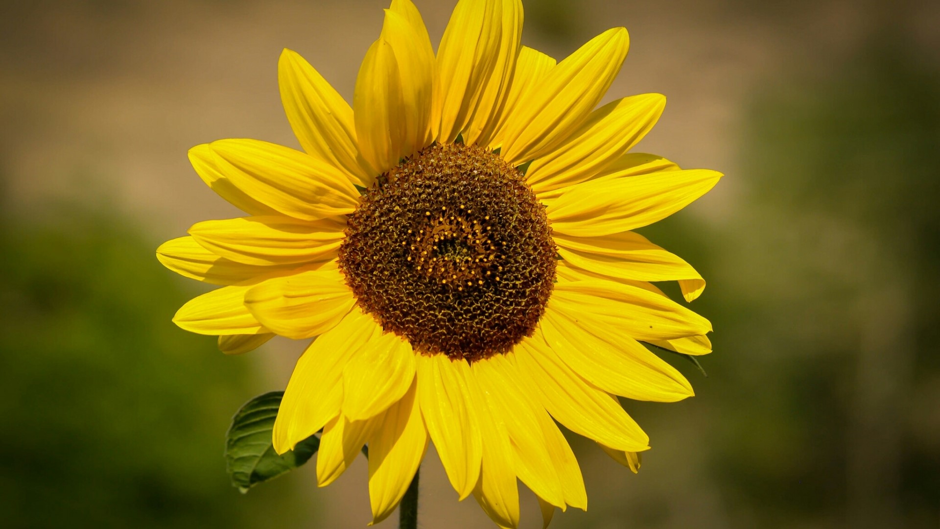 Sunflower in bloom HD Wallpaper