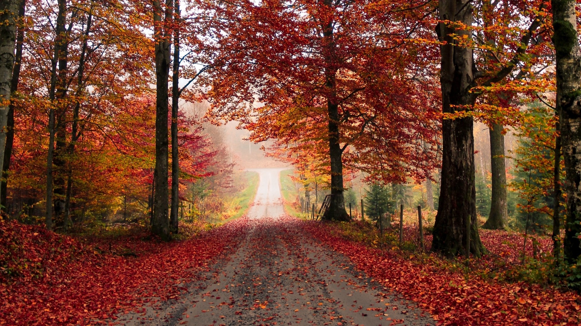 Autumn forest road covered in red leaves HD Wallpaper