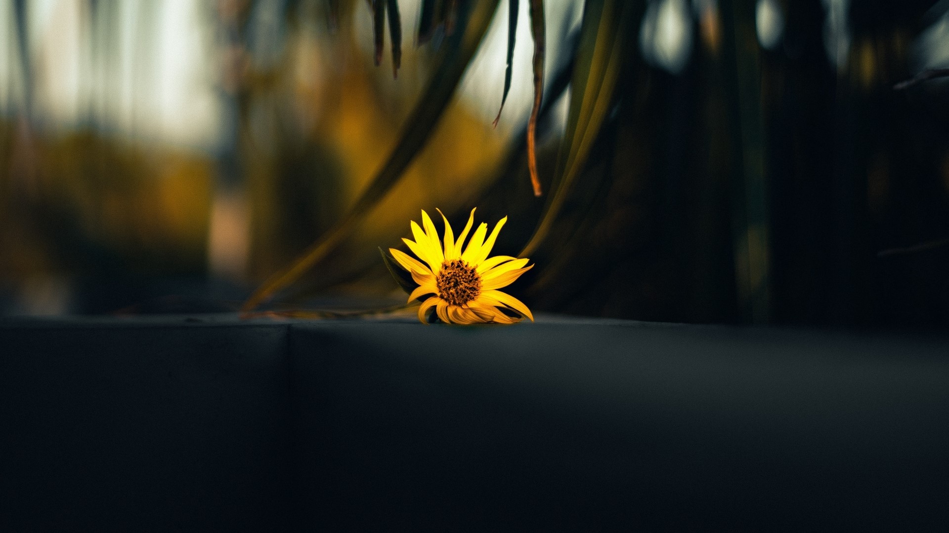 Yellow flower on dark surface HD Wallpaper