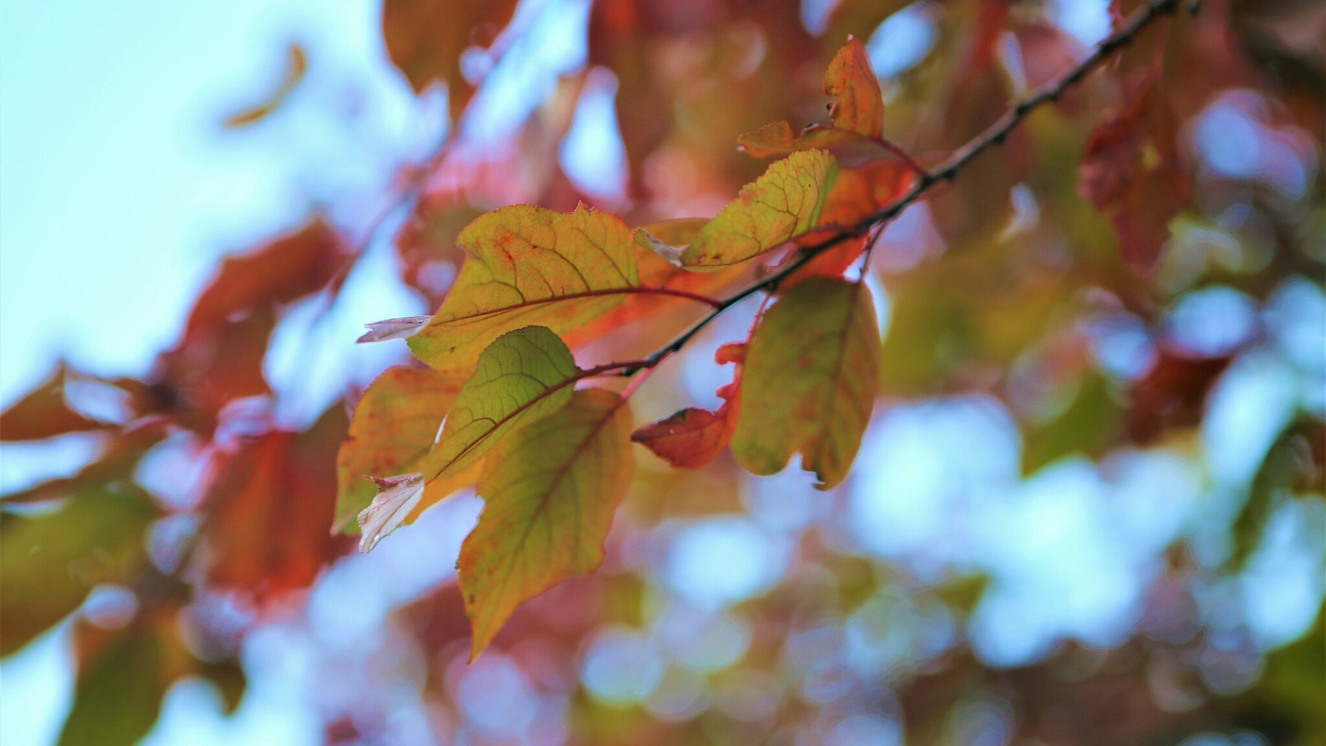 Autumn leaves on a branch against a blue sky HD Wallpaper