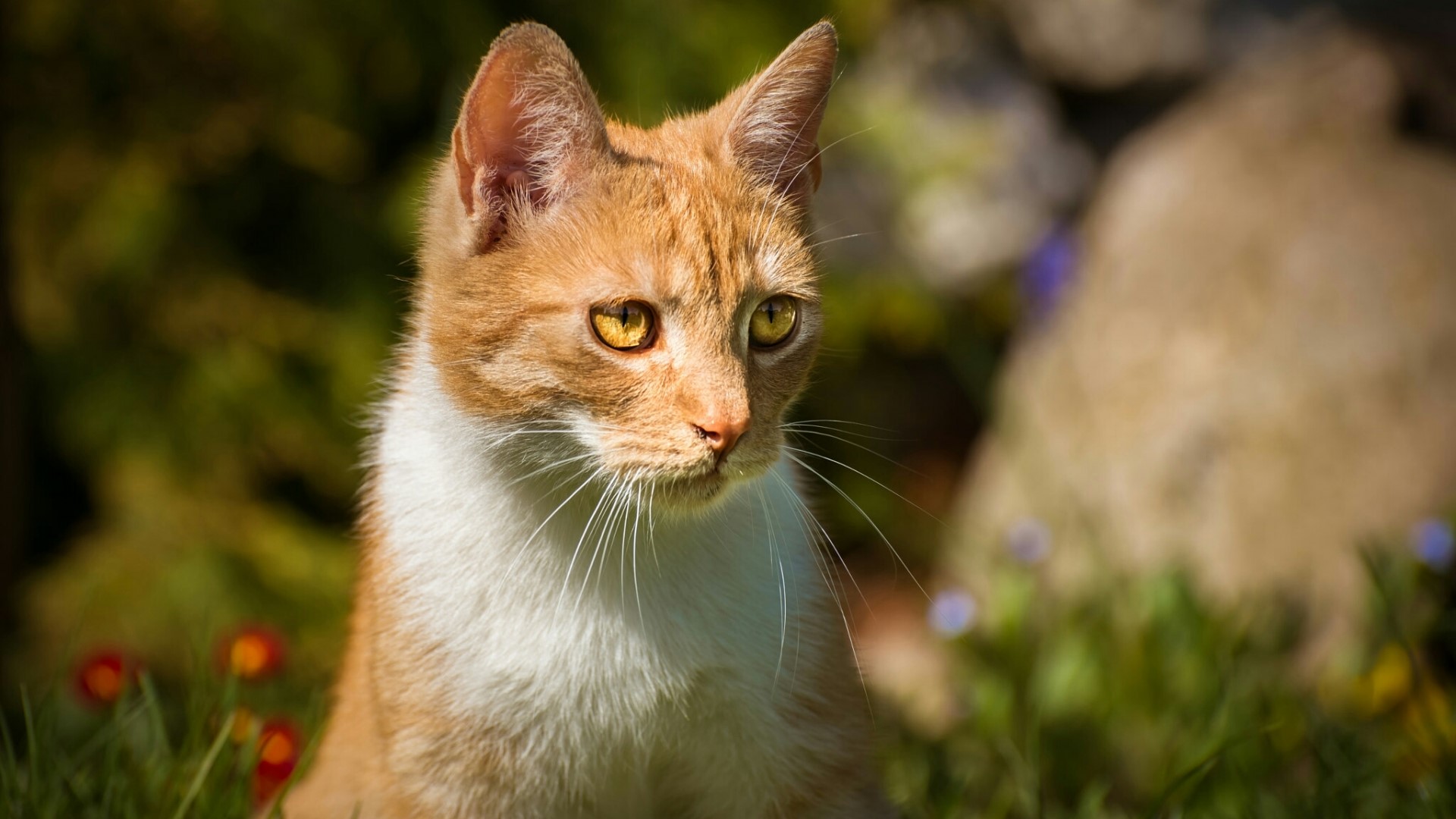 Orange and white cat in grass HD Wallpaper