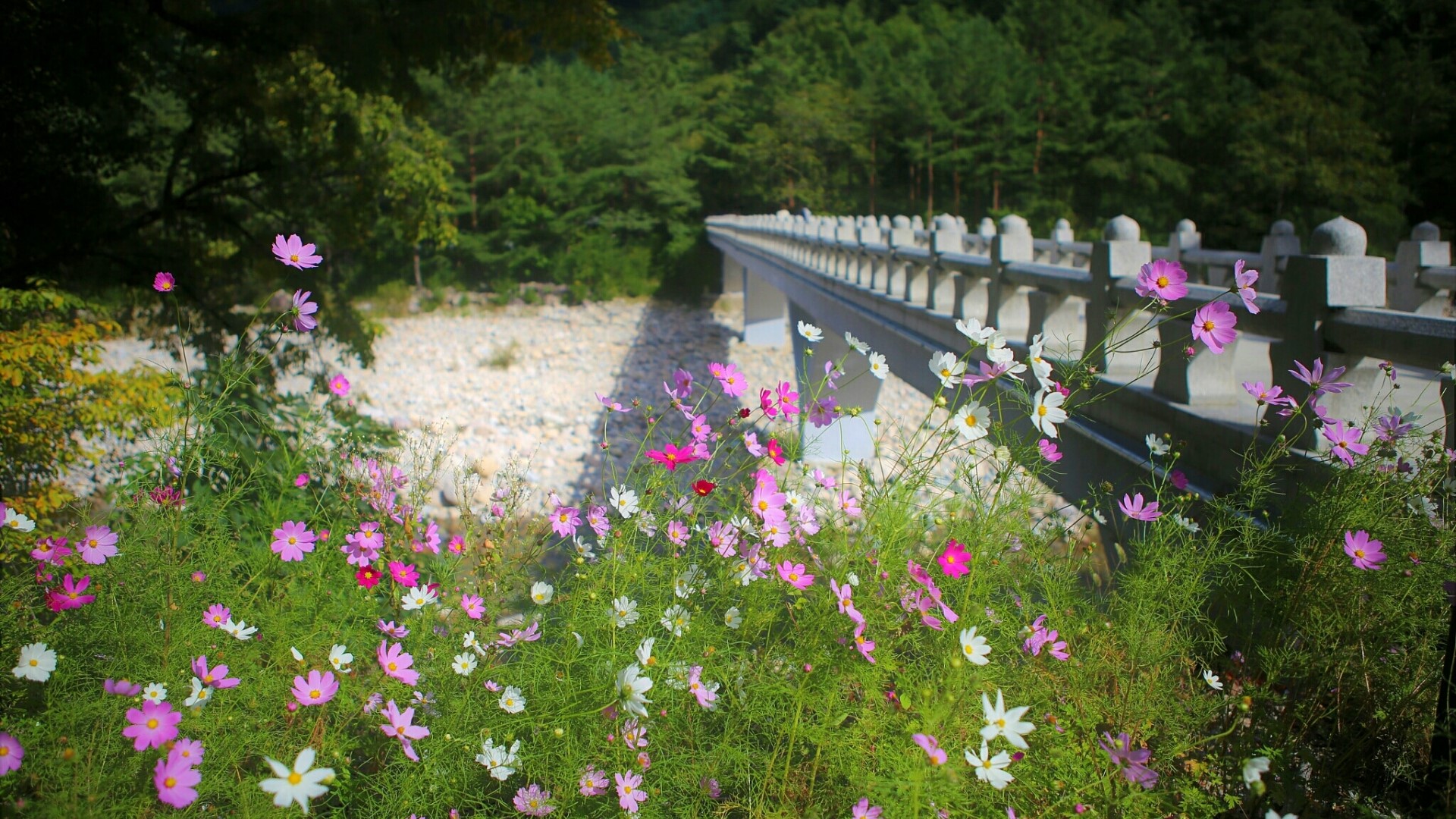 Cosmos flowers by a bridge in a forest HD Wallpaper