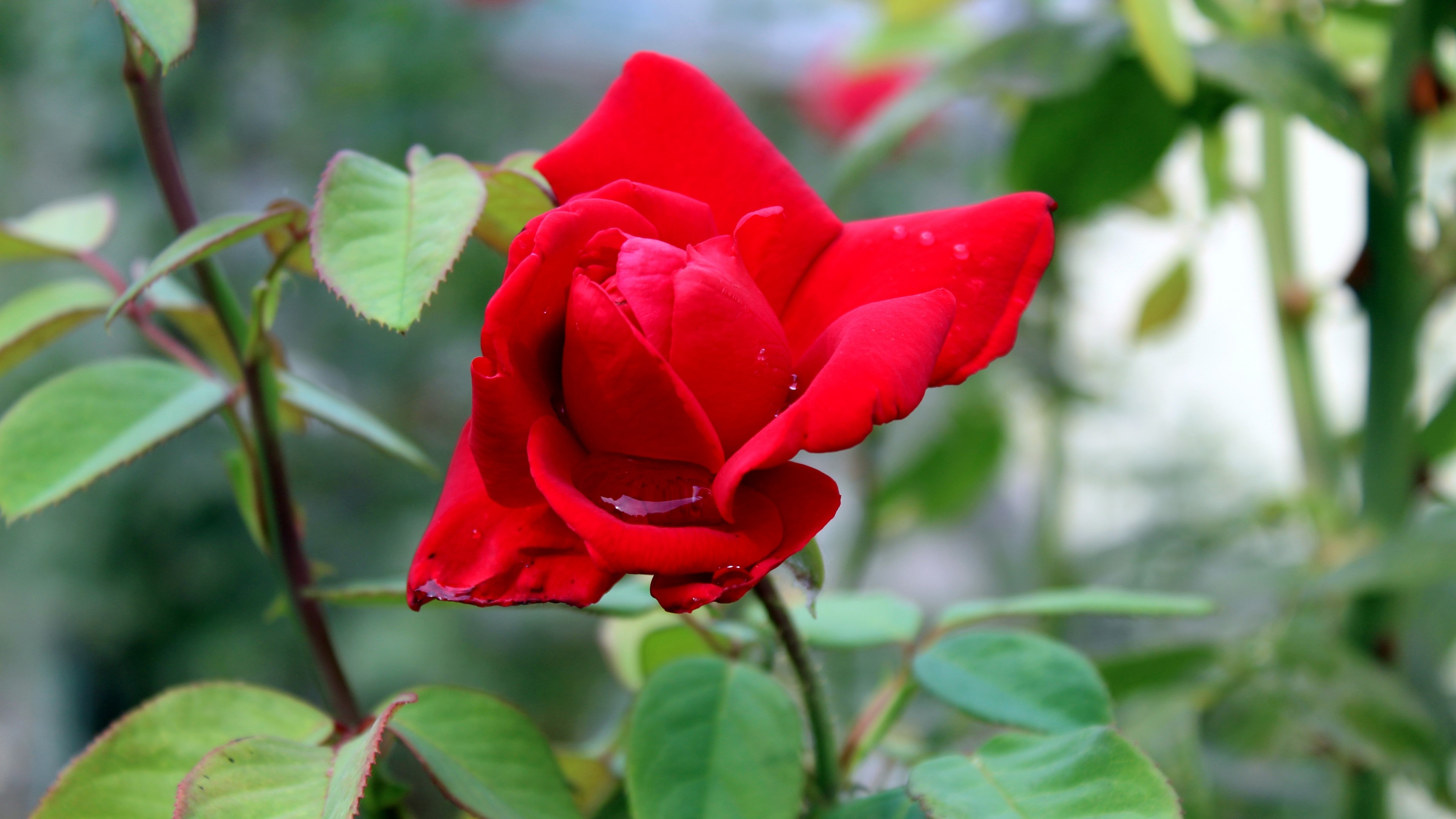 Red rose flower with water droplets HD Wallpaper