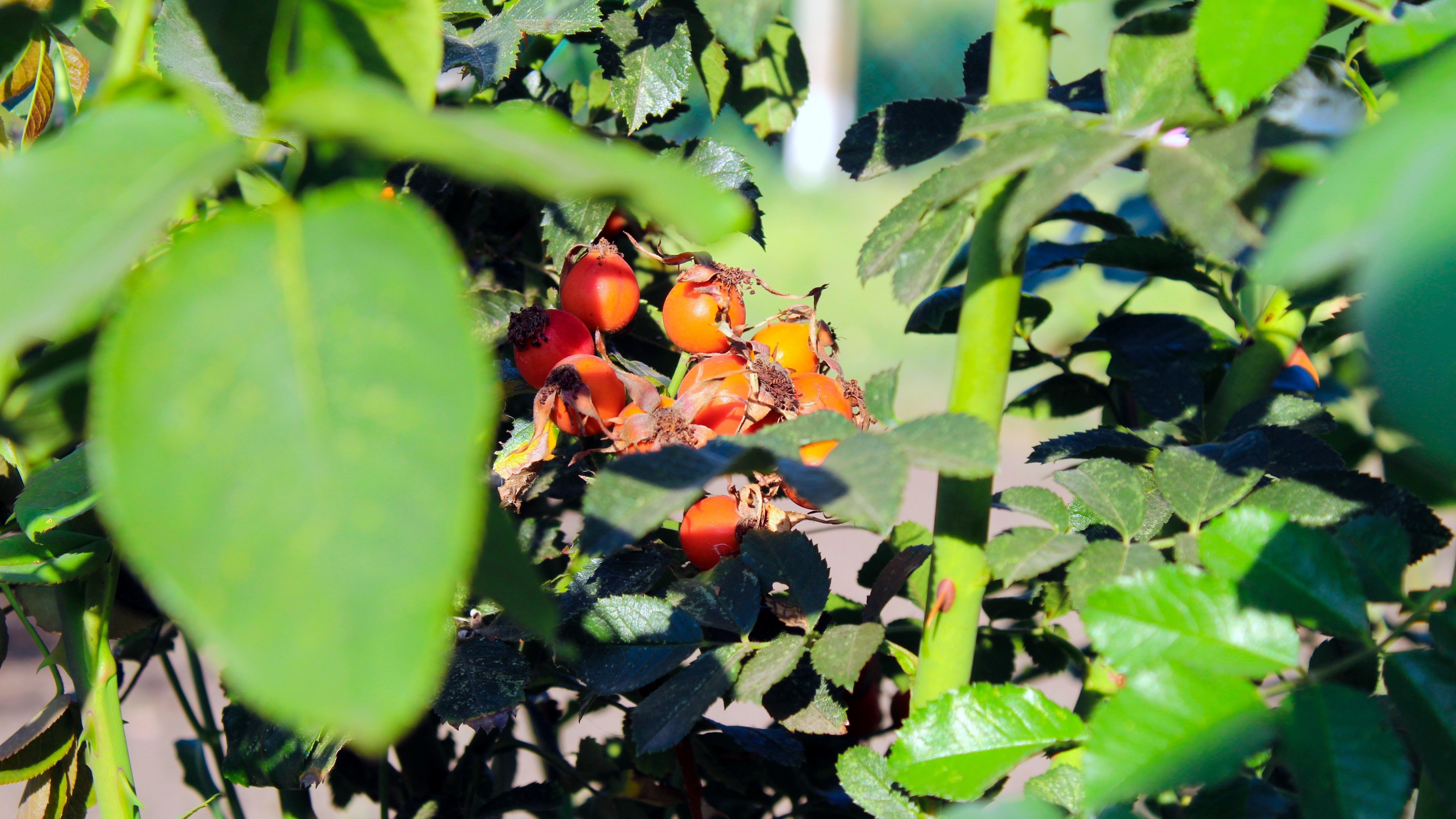 Rosehips on a rose bush HD Wallpaper
