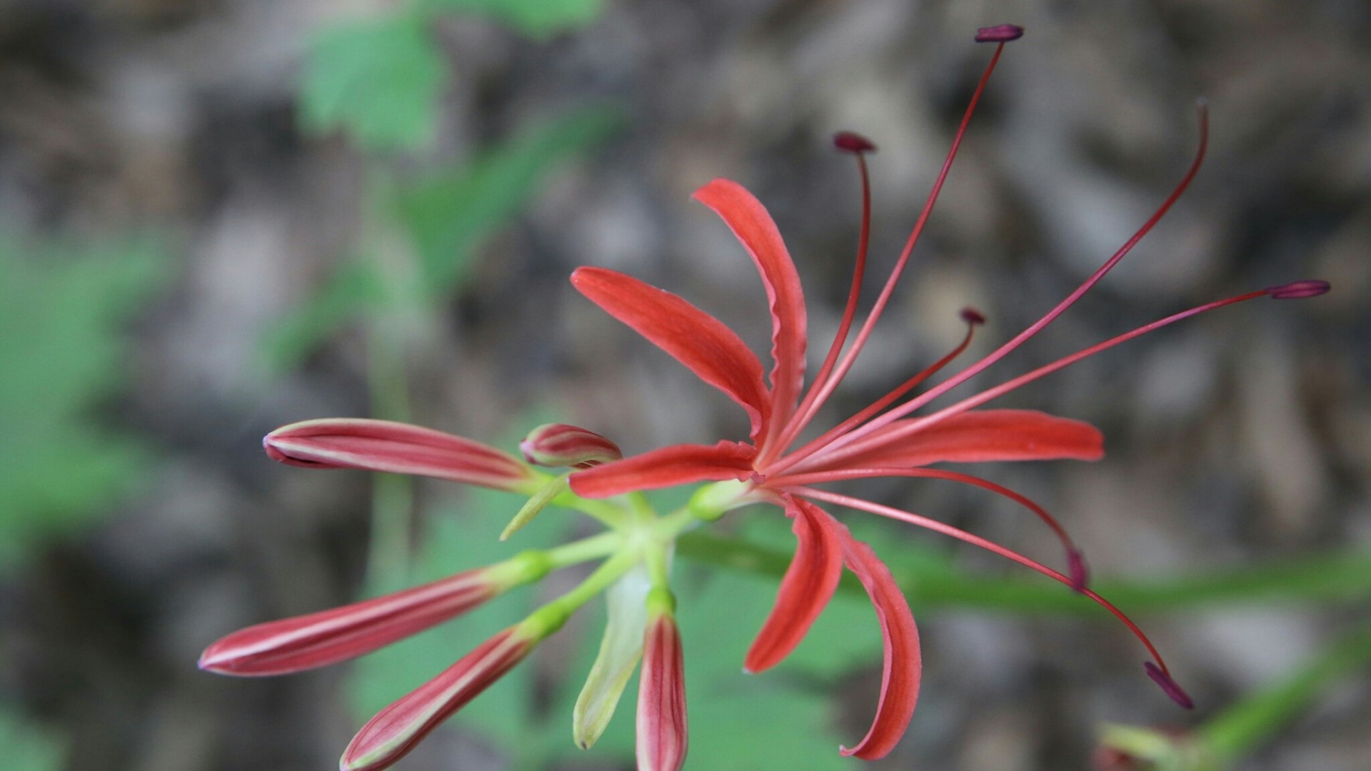 Red Spider Lily Flower HD Wallpaper