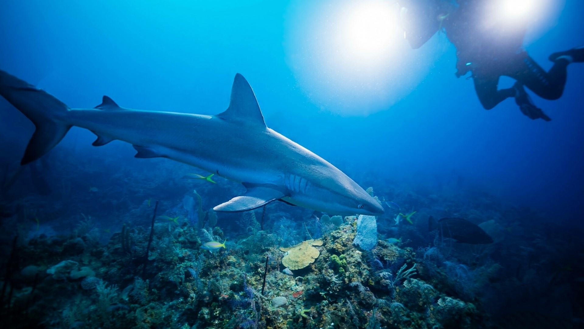 Shark and diver underwater near coral reef HD Wallpaper