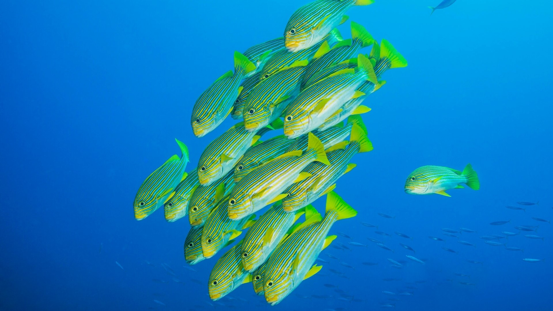 School of Striped Fish in Blue Ocean HD Wallpaper
