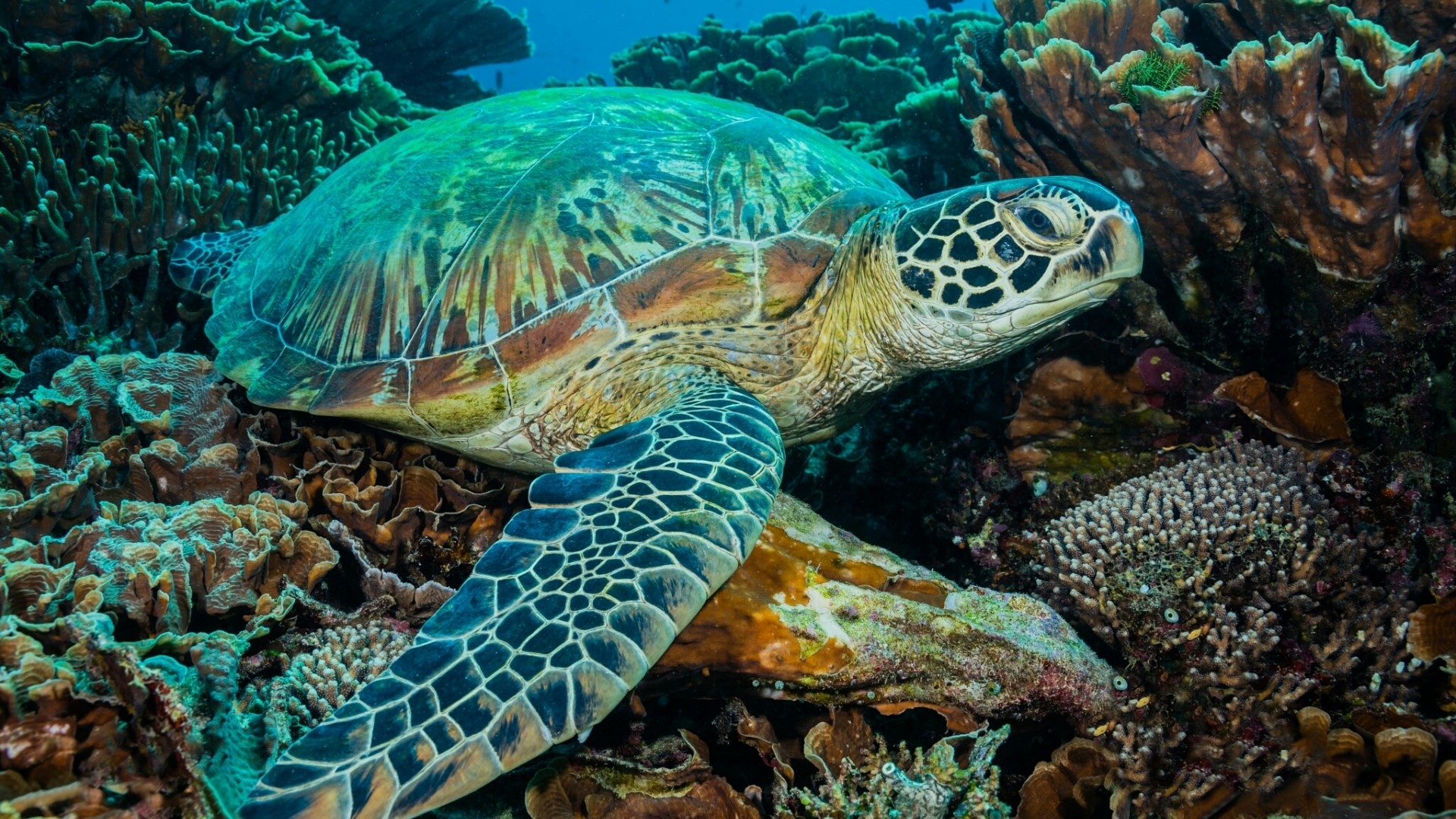 Green sea turtle resting on coral reef HD Wallpaper
