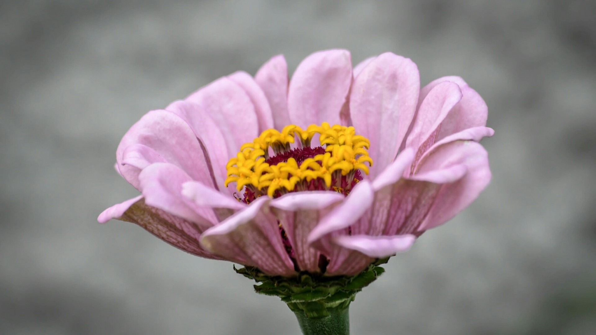 Pink Zinnia Flower HD Wallpaper