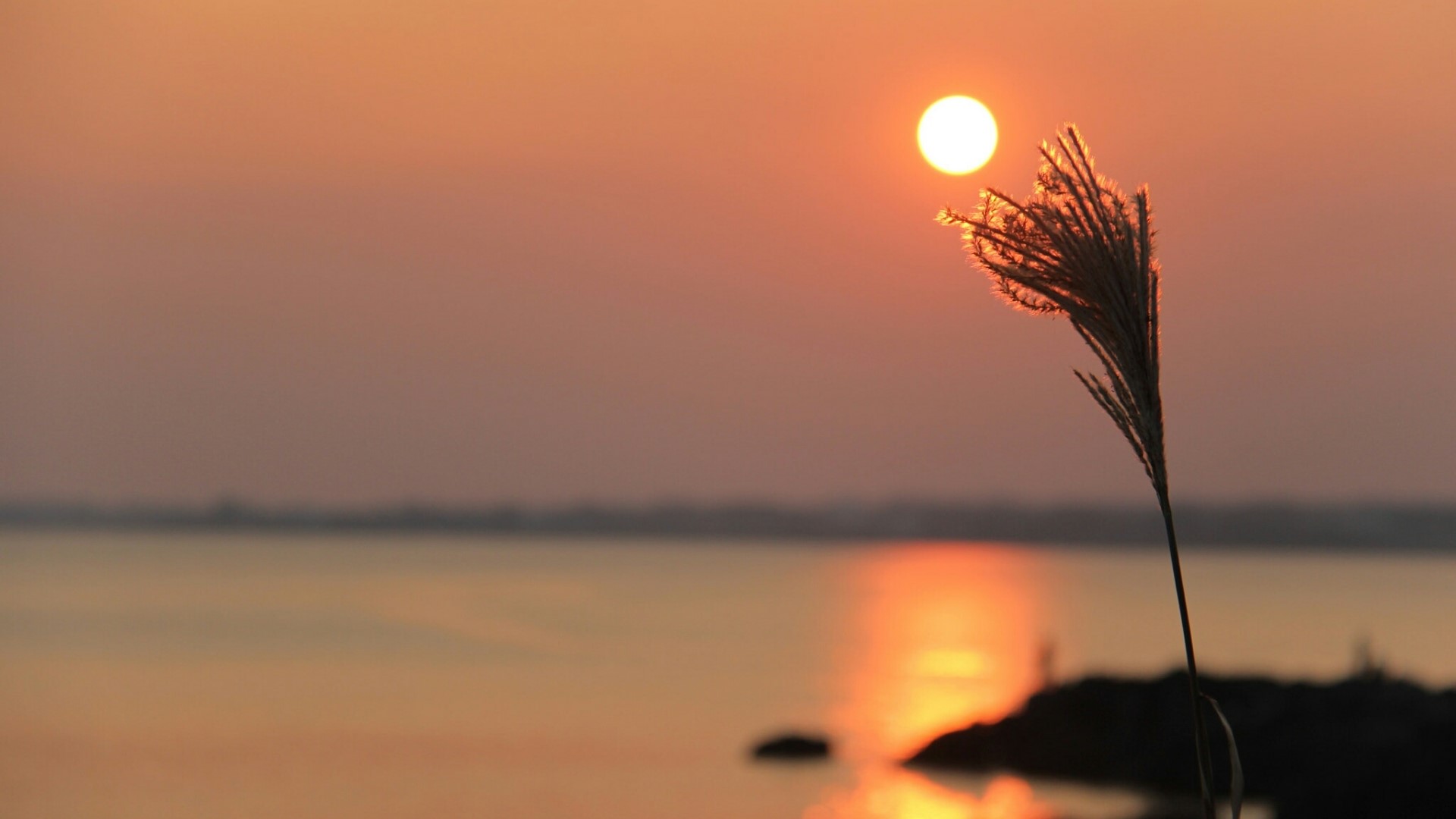 Sunset over water with reeds HD Wallpaper