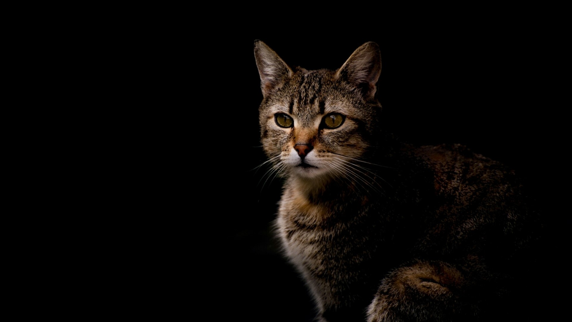 Tabby cat with green eyes on black background HD Wallpaper