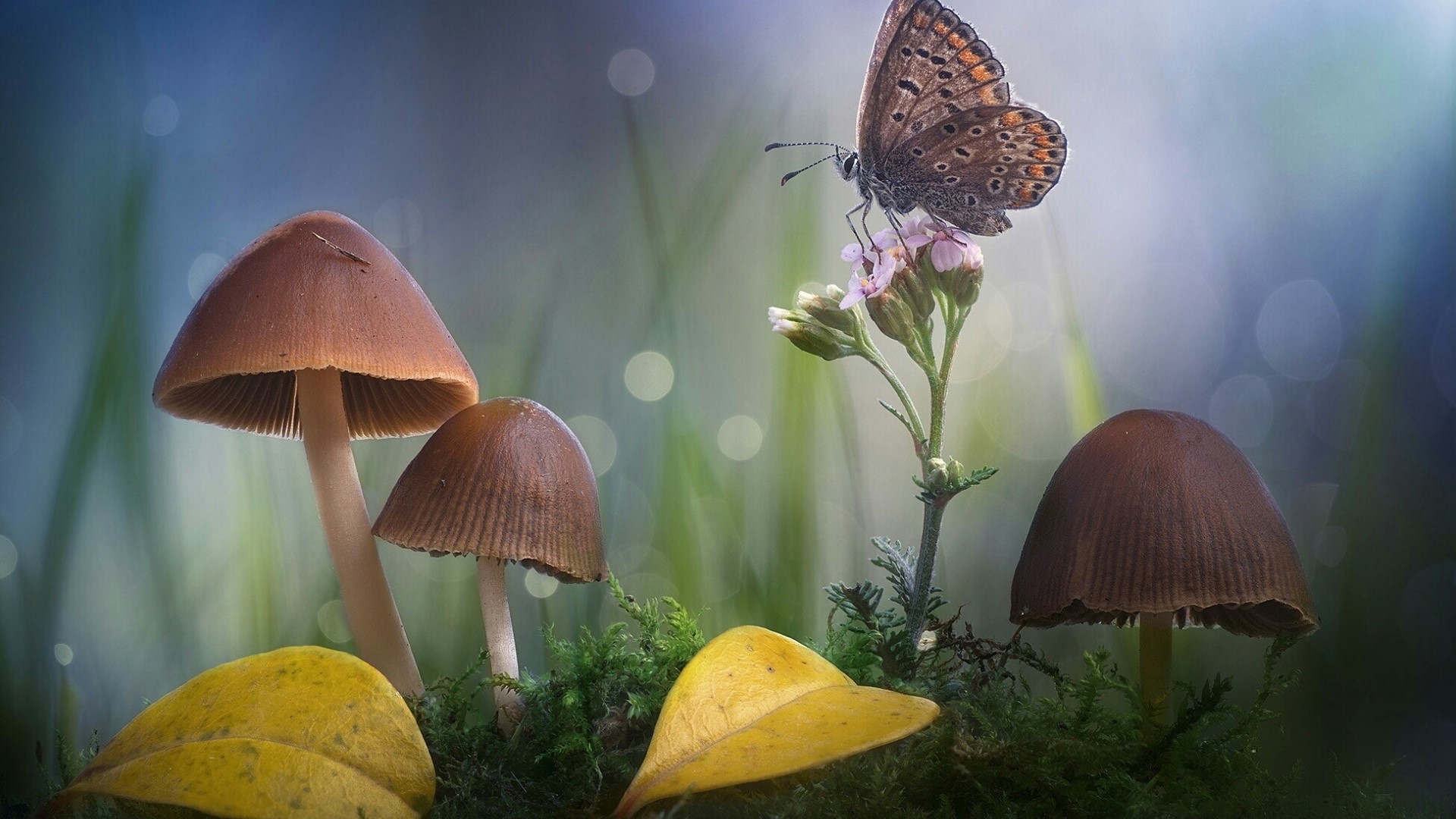 Brown mushrooms and a butterfly on a flower HD Wallpaper