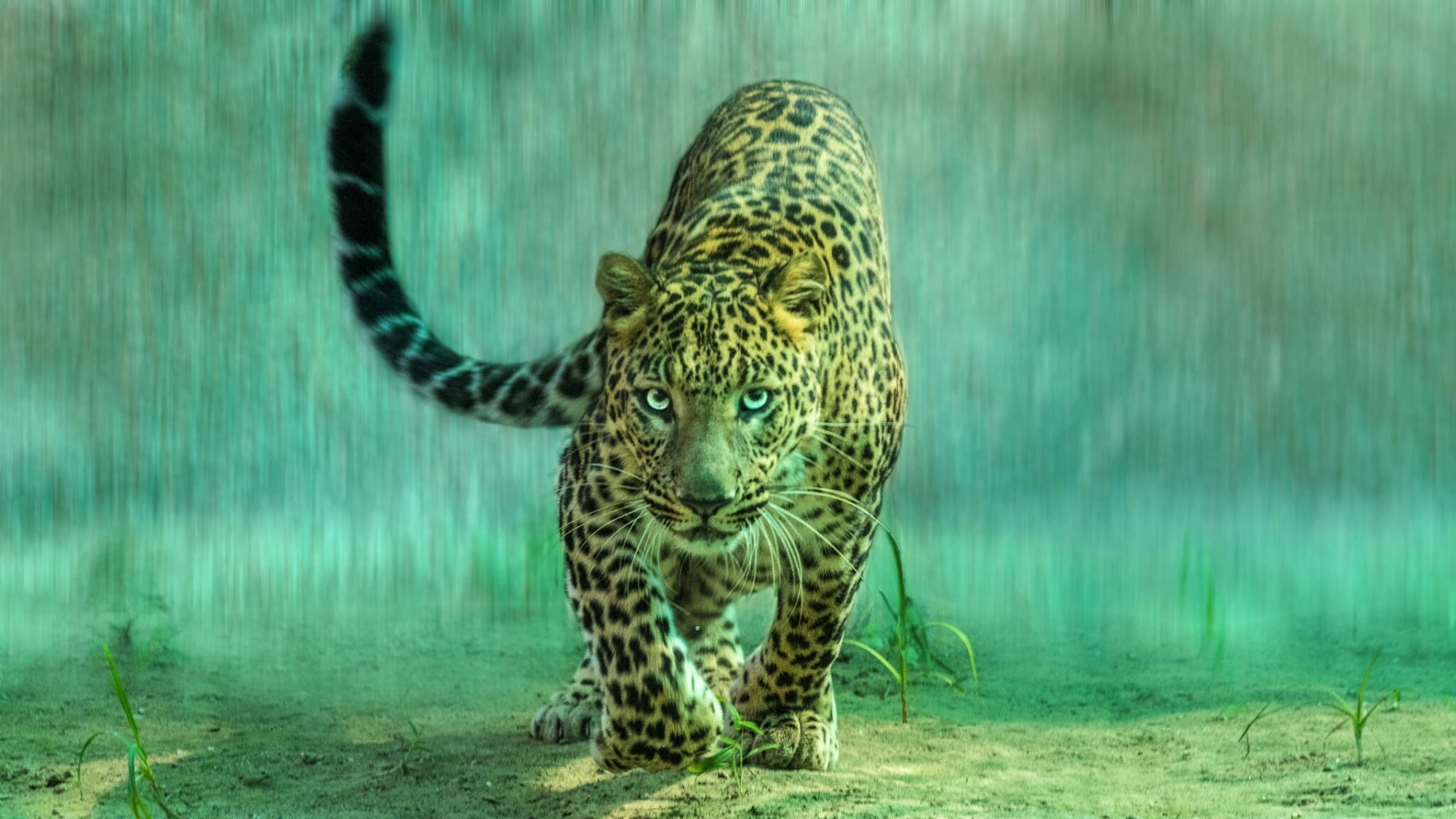 Leopard with blue eyes in green background HD Wallpaper