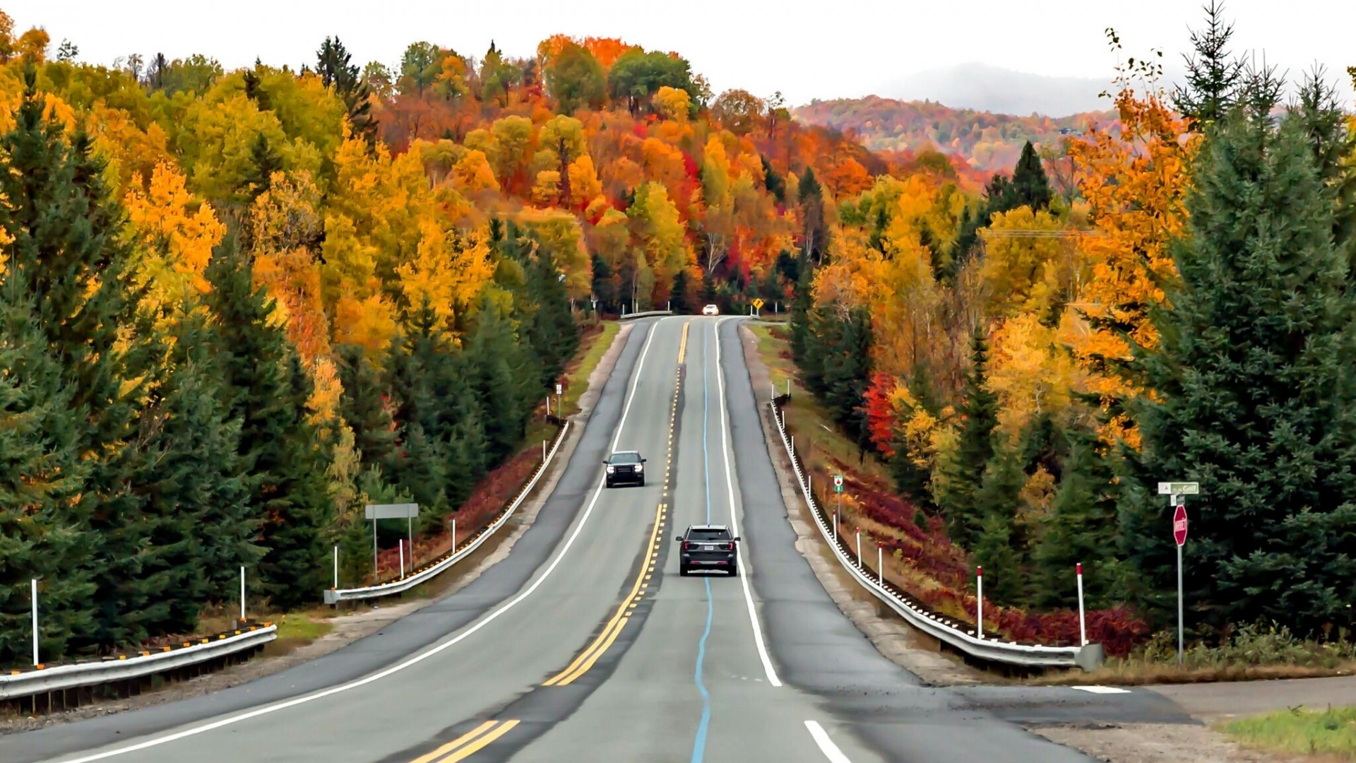 Road through autumn forest HD Wallpaper