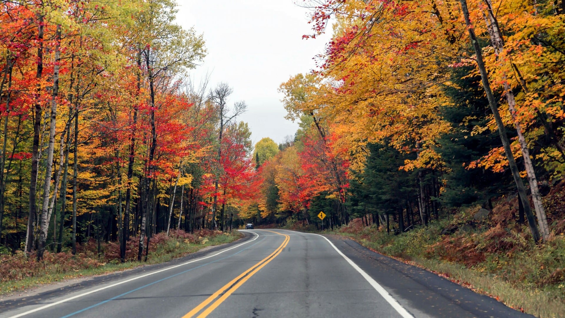 Road through autumn forest HD Wallpaper