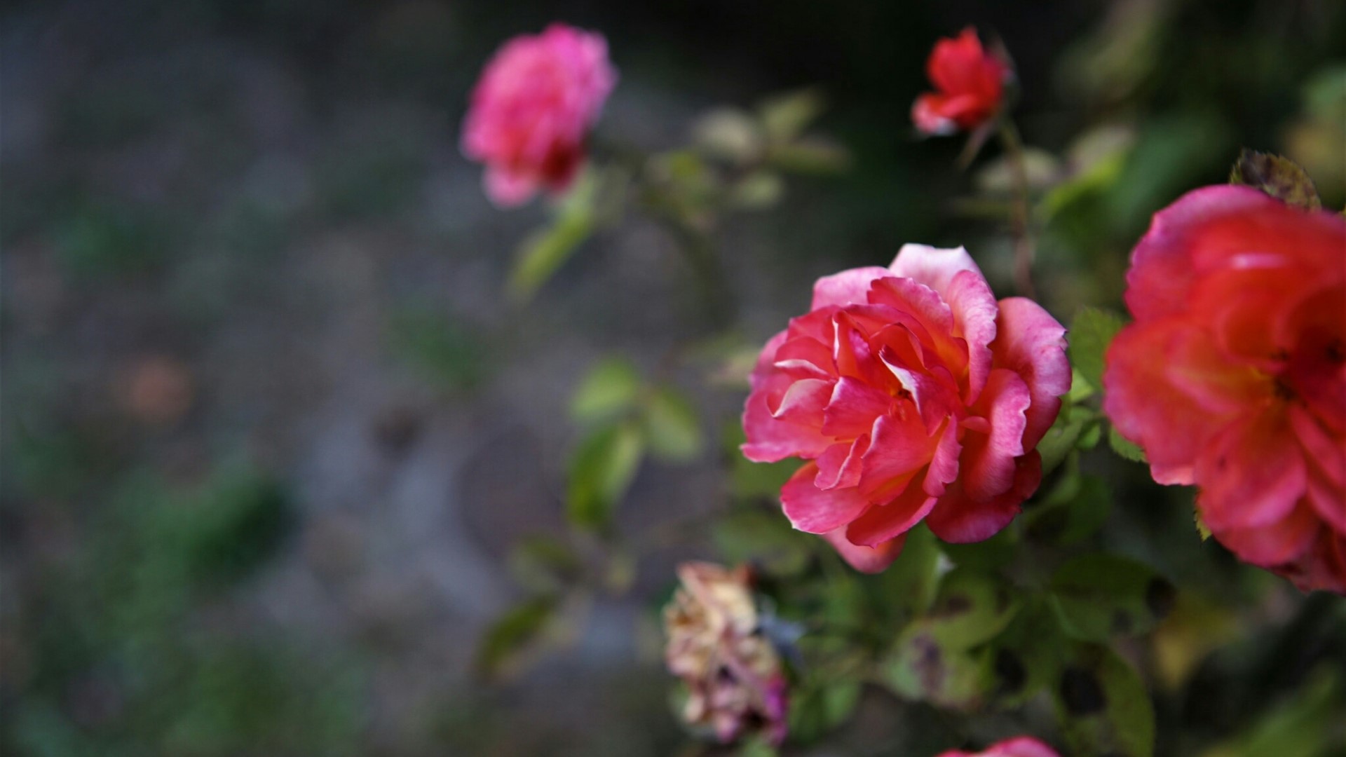 Pink and red roses in bloom HD Wallpaper