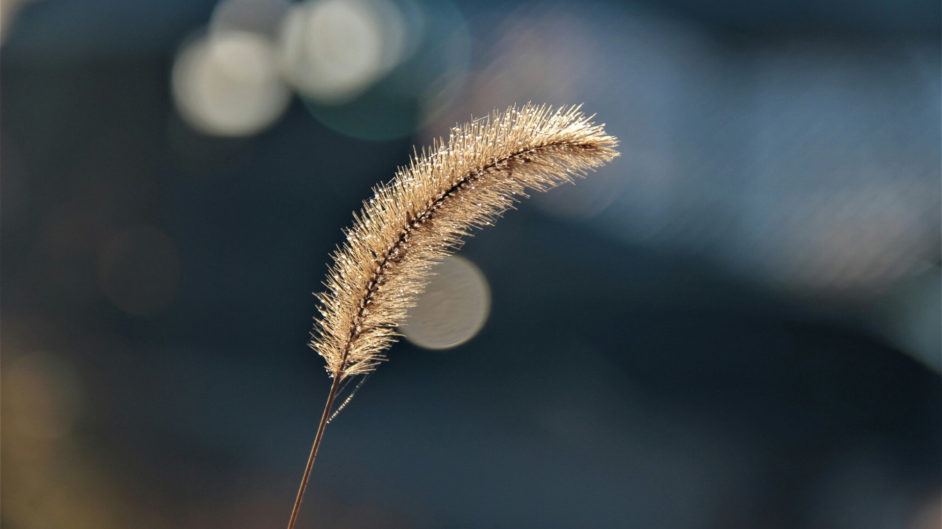 Close-up of a single wheat stalk with dew drops HD Wallpaper