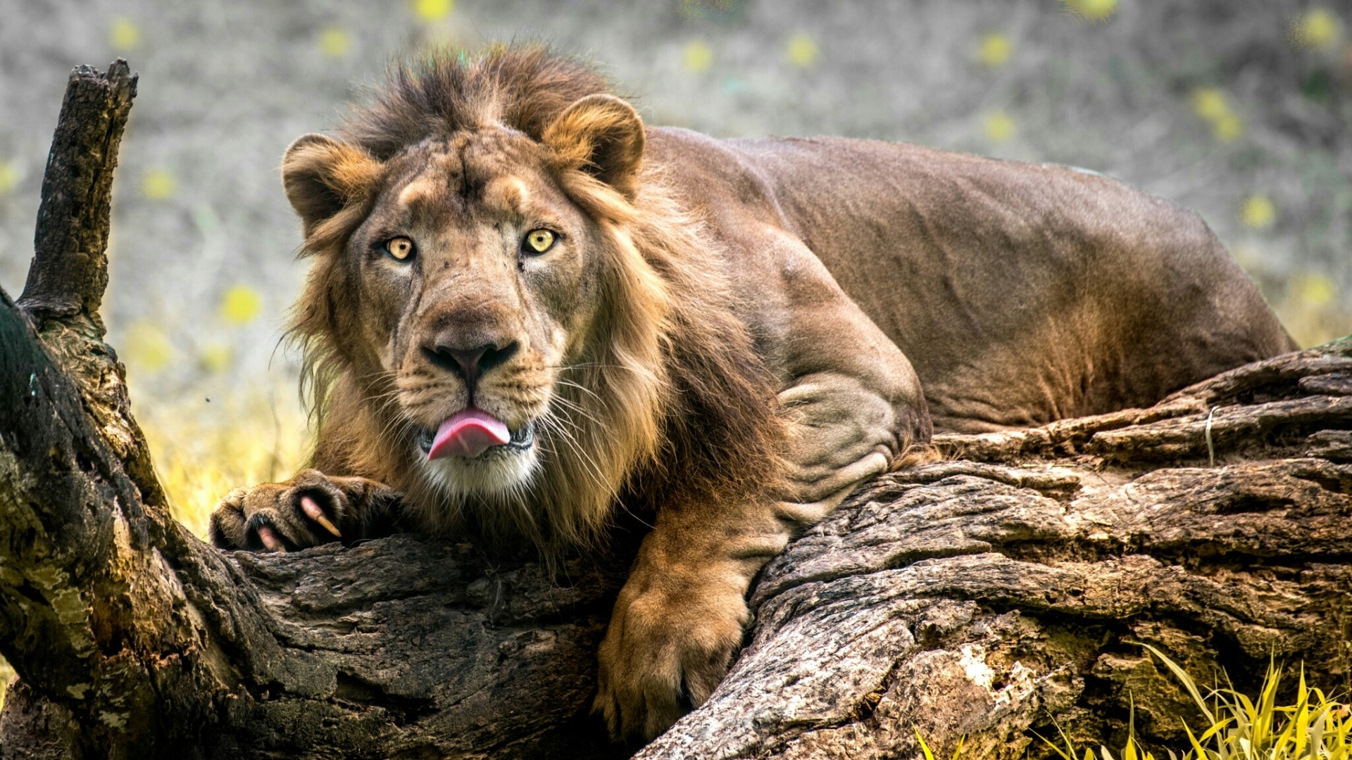 Lion lying on a log with tongue out HD Wallpaper