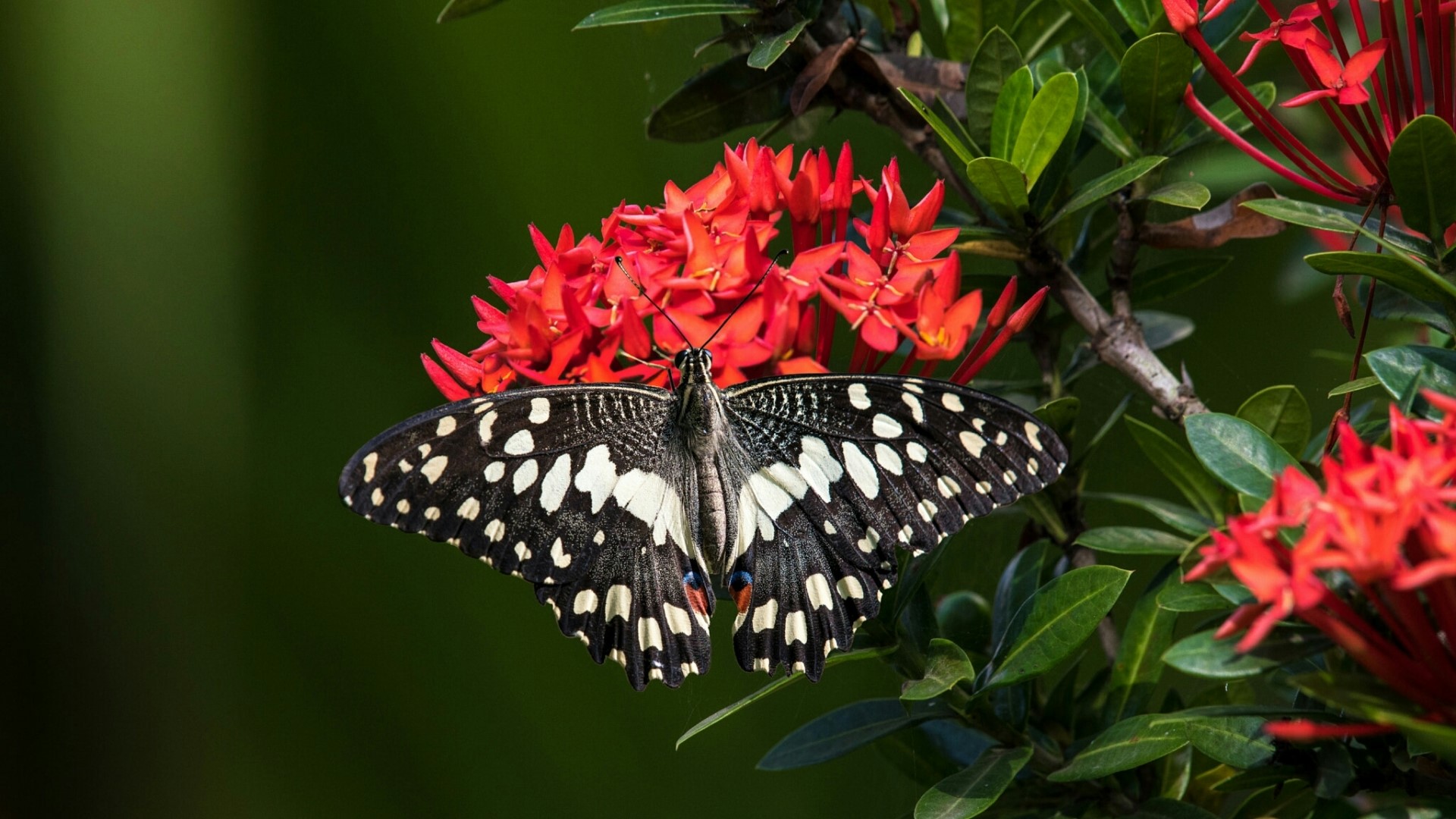 Butterfly on red Ixora flowers HD Wallpaper