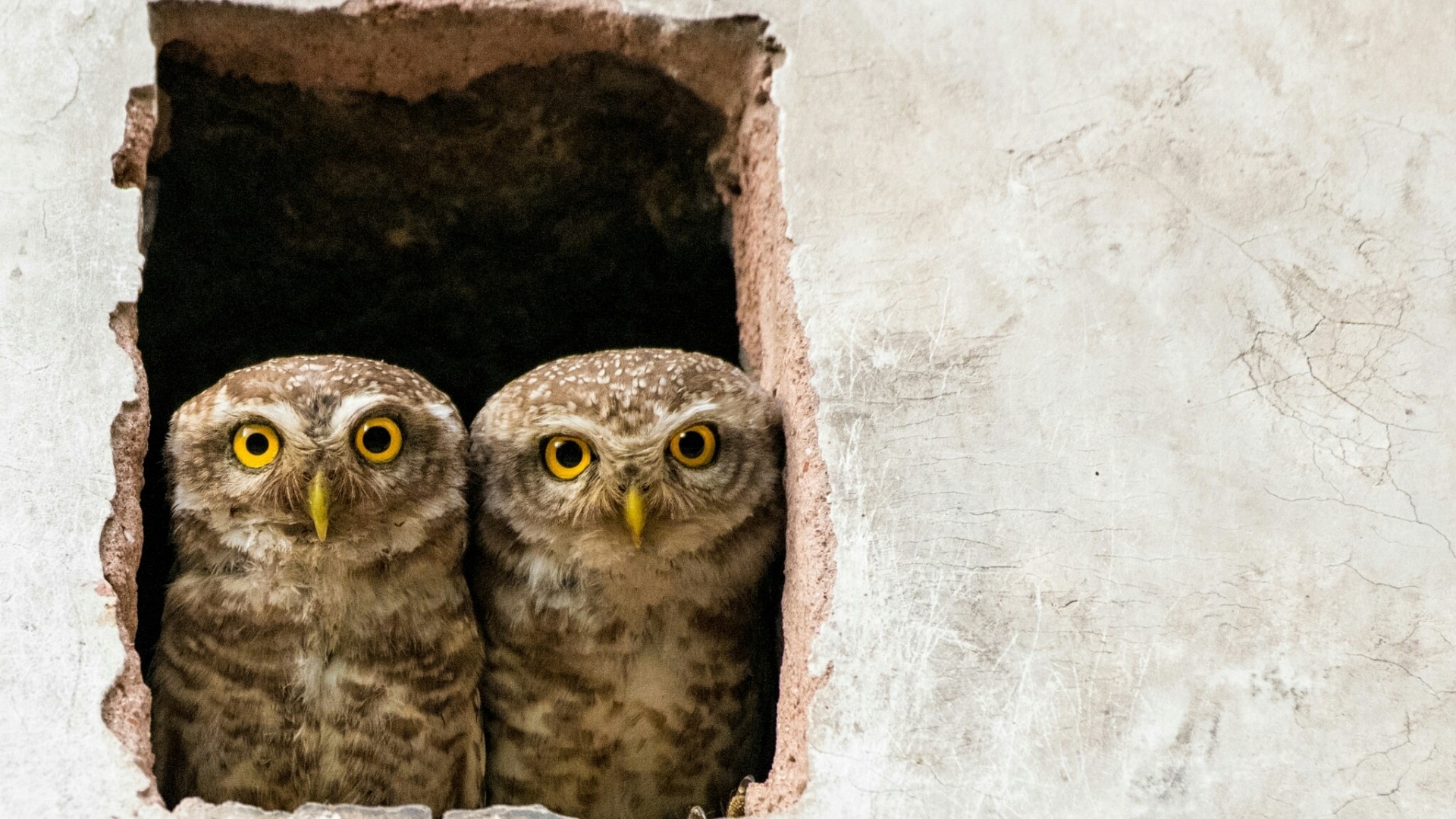 Two spotted owls peeking out of a hole HD Wallpaper