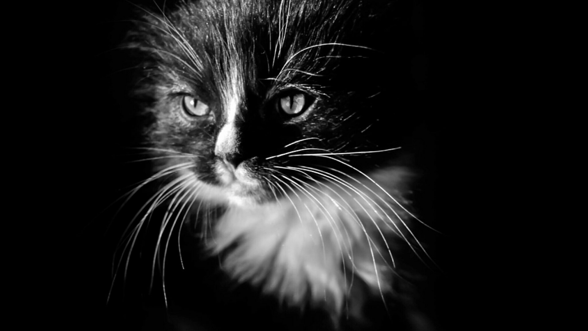 Black and white portrait of a fluffy cat HD Wallpaper