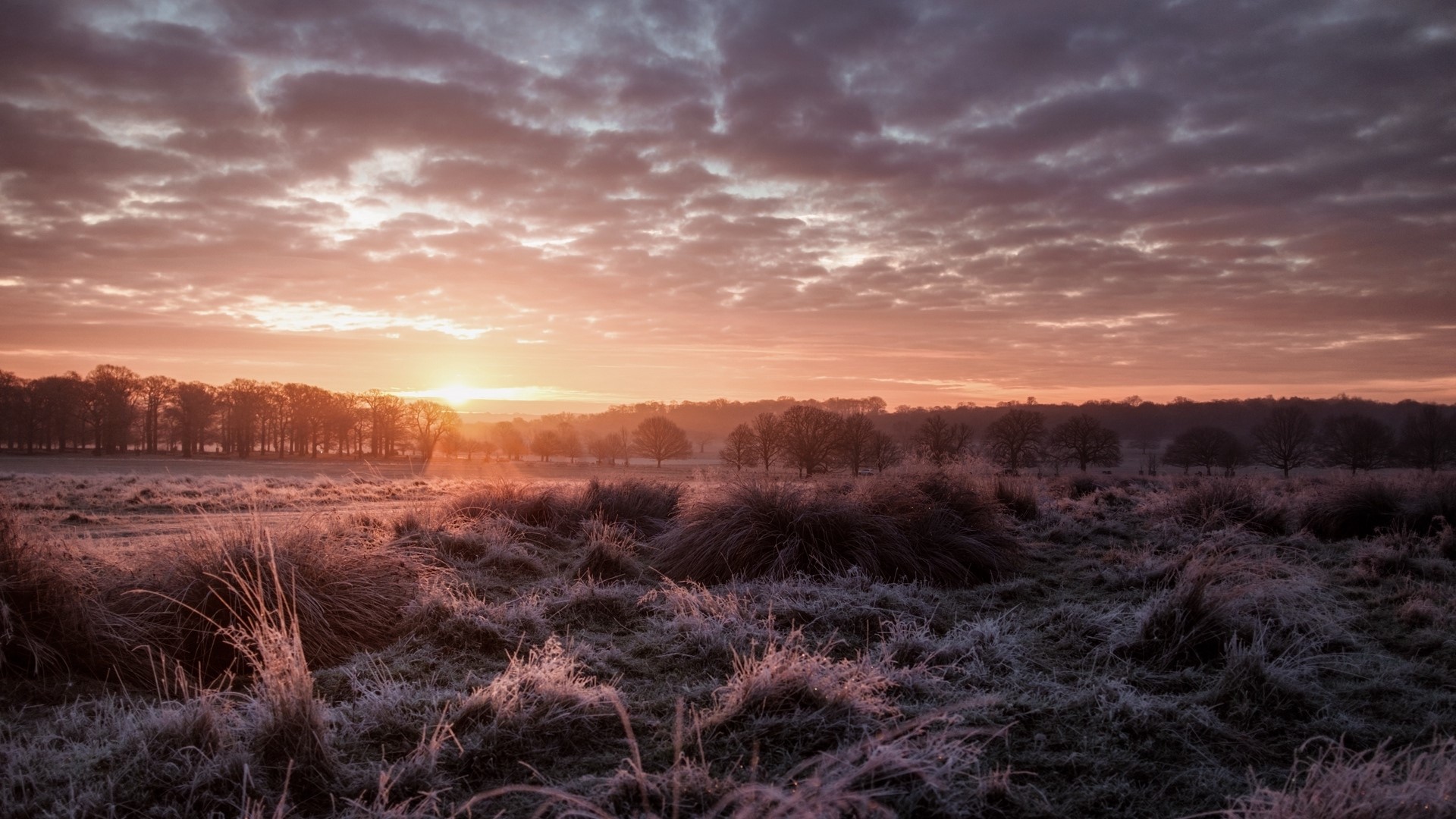 Frosty field at sunrise HD Wallpaper