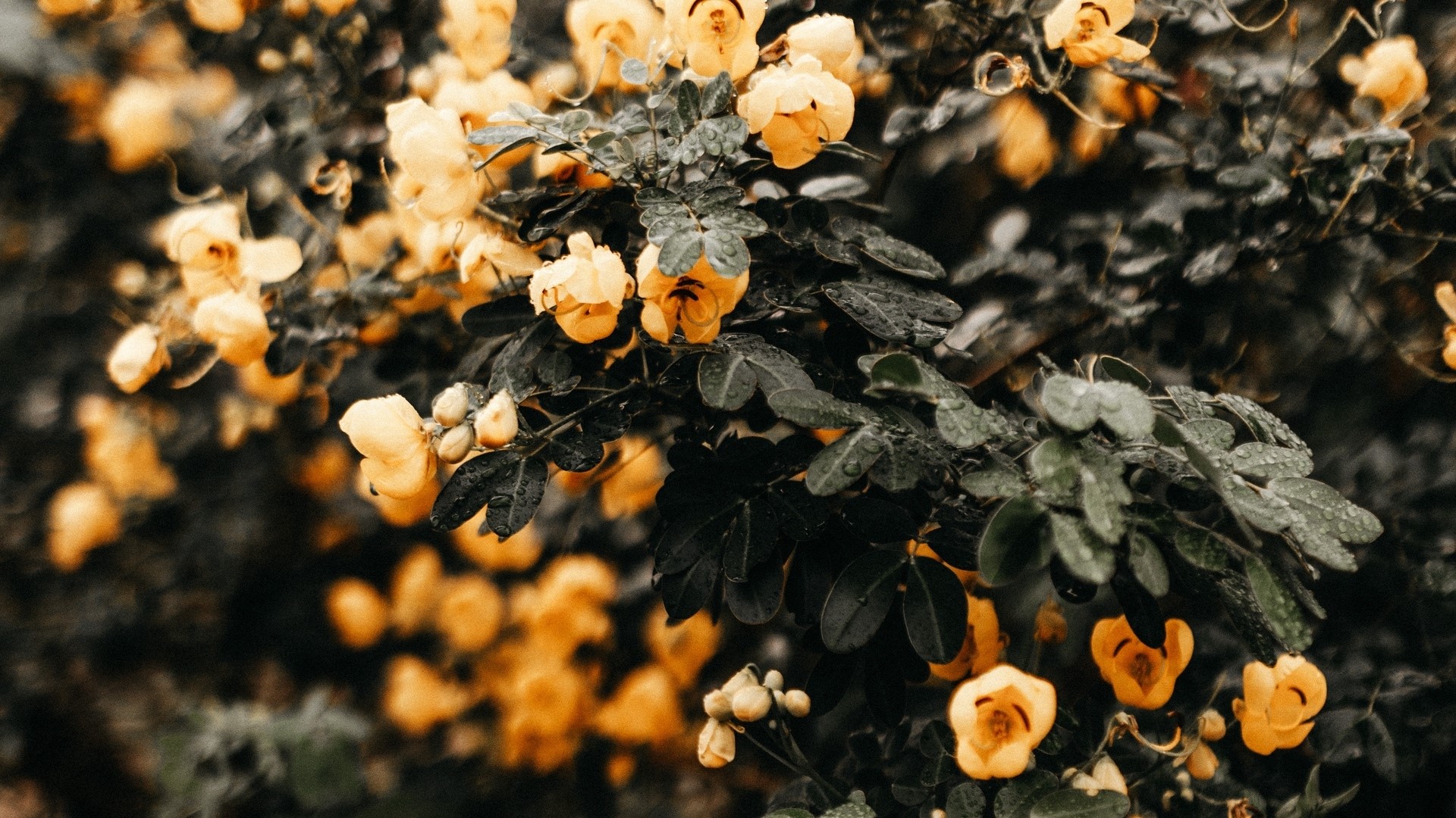Yellow flowers on a dark leafy bush HD Wallpaper