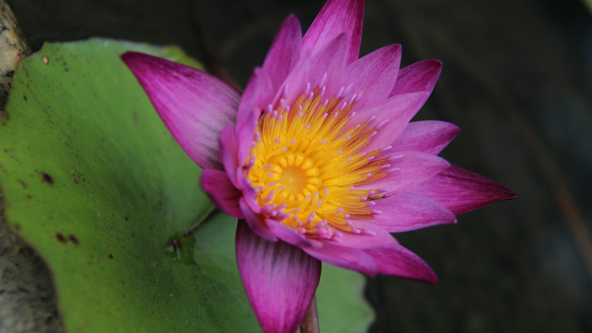 Pink and yellow lotus flower on a green leaf HD Wallpaper